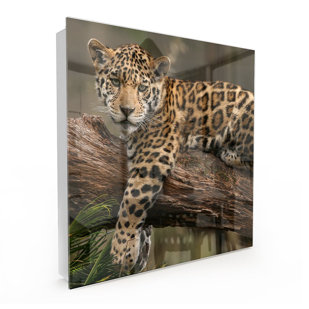 Schlüsselkast Jaguar auf dem Baum