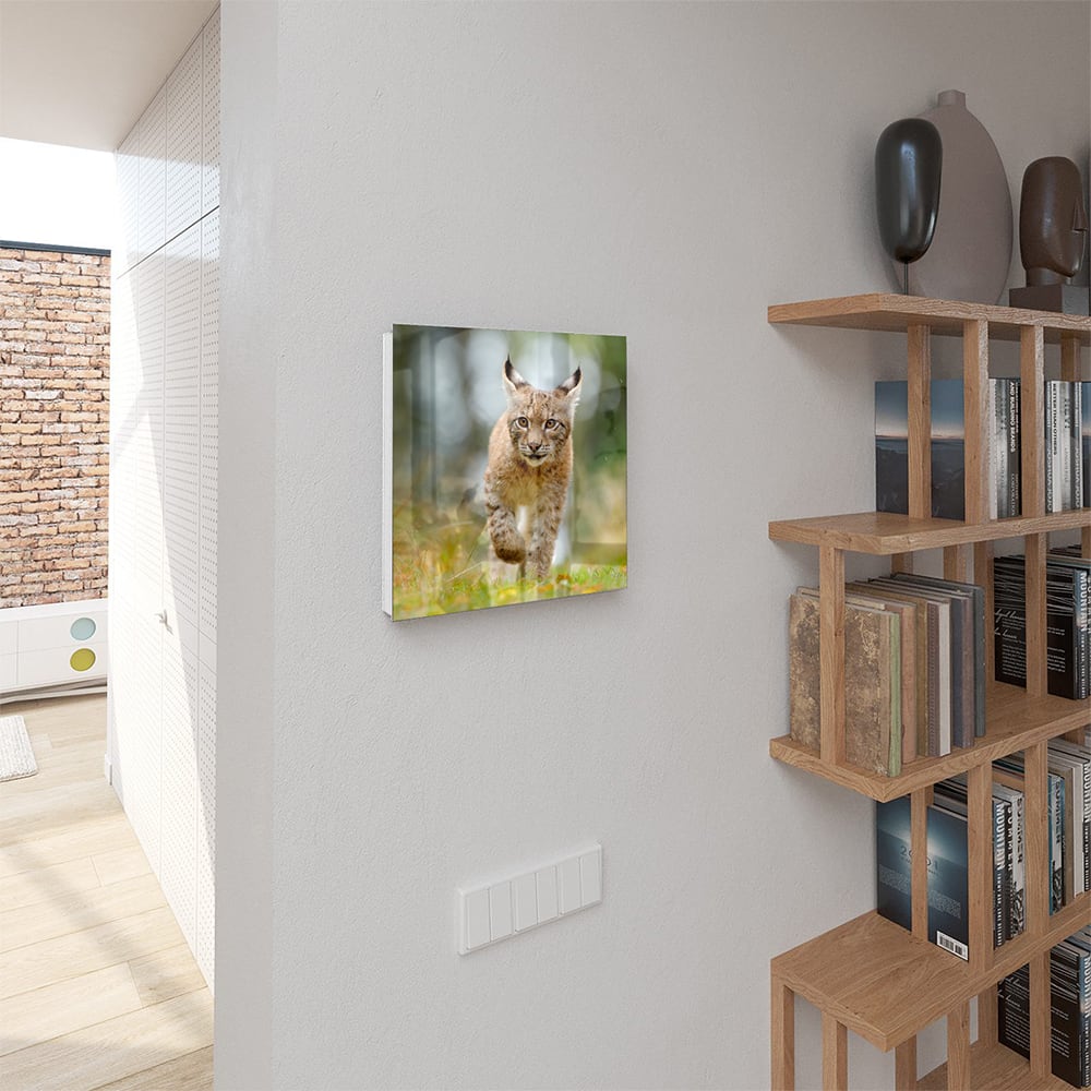 Schlüsselkast Junger Luchs