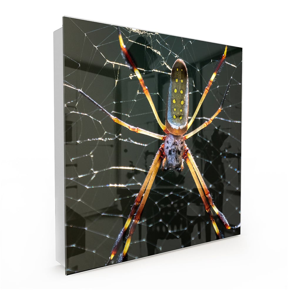 Schlüsselkast Goldene Webspinne