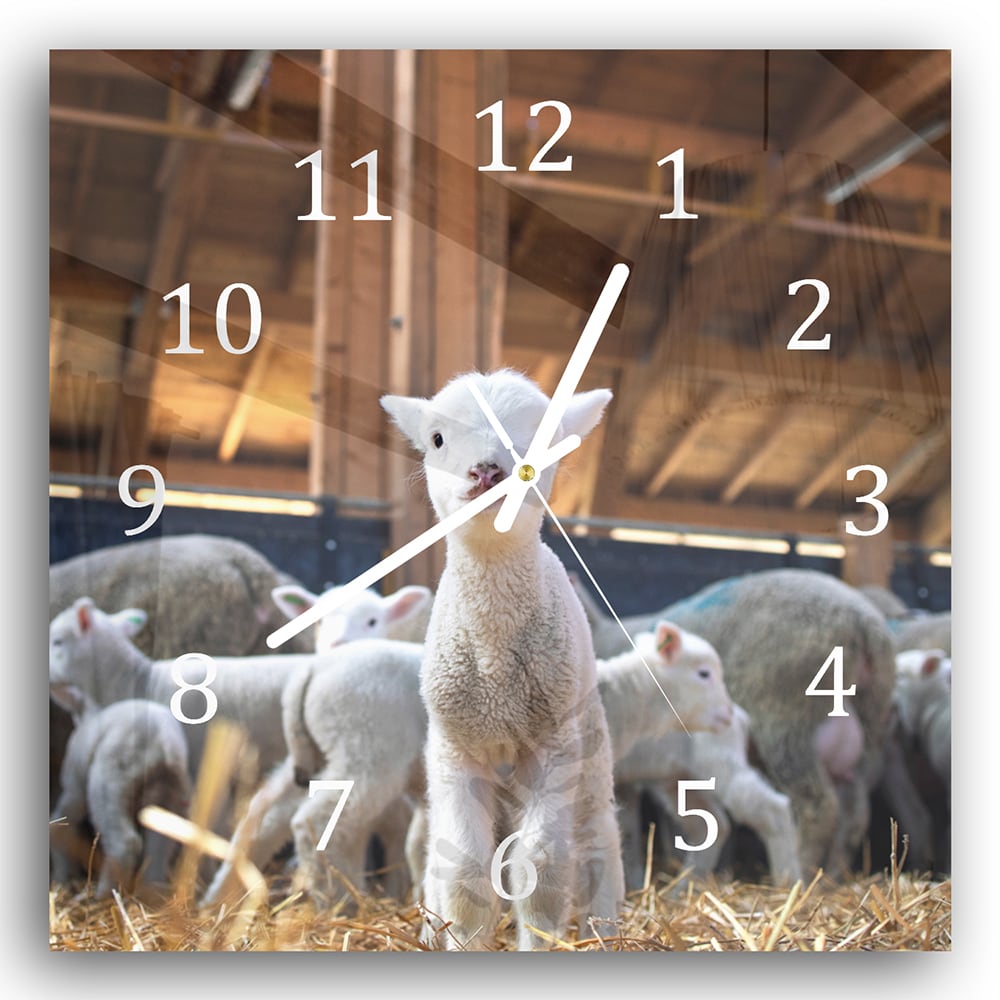 Wanduhr 30x30 - Lamm