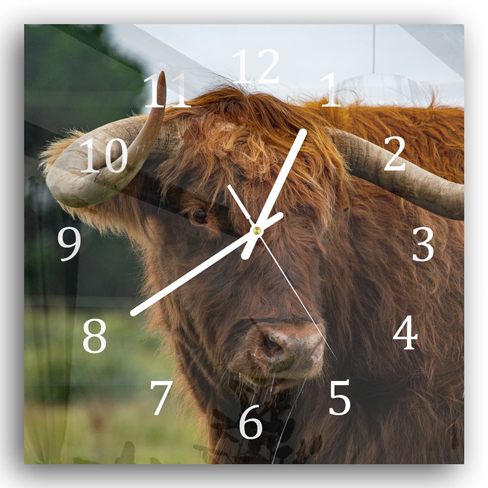 Wanduhr 30x30 - Schottisches Hochlandrind in der Natur