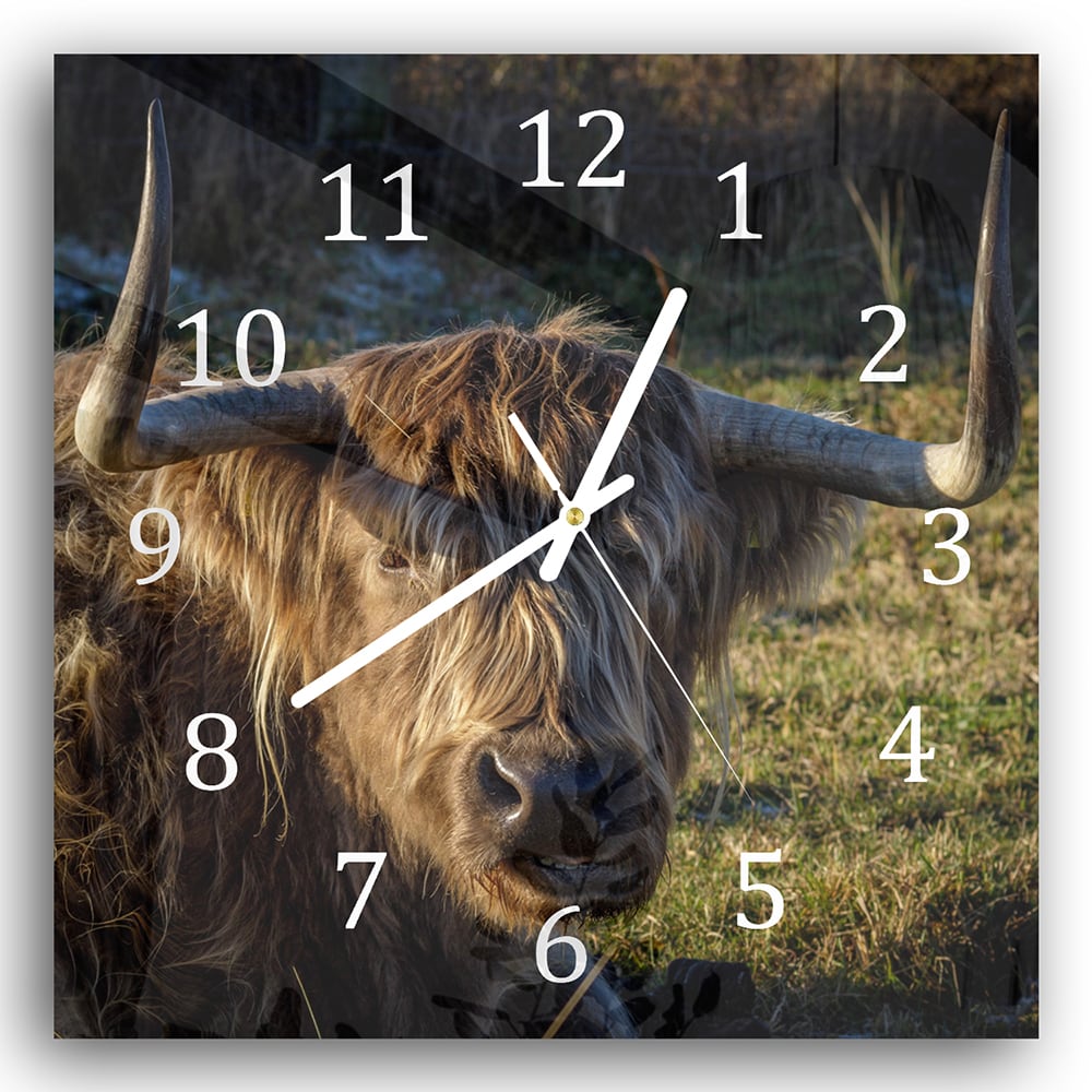 Wanduhr 30x30 - Schottisches Hochlandrind in der Sonne