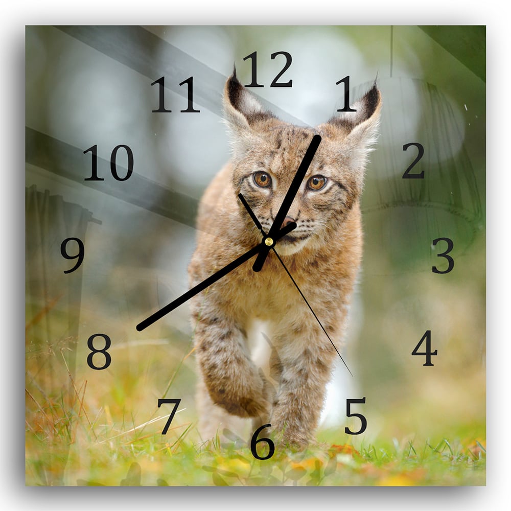Wanduhr 30x30 - Junger Luchs