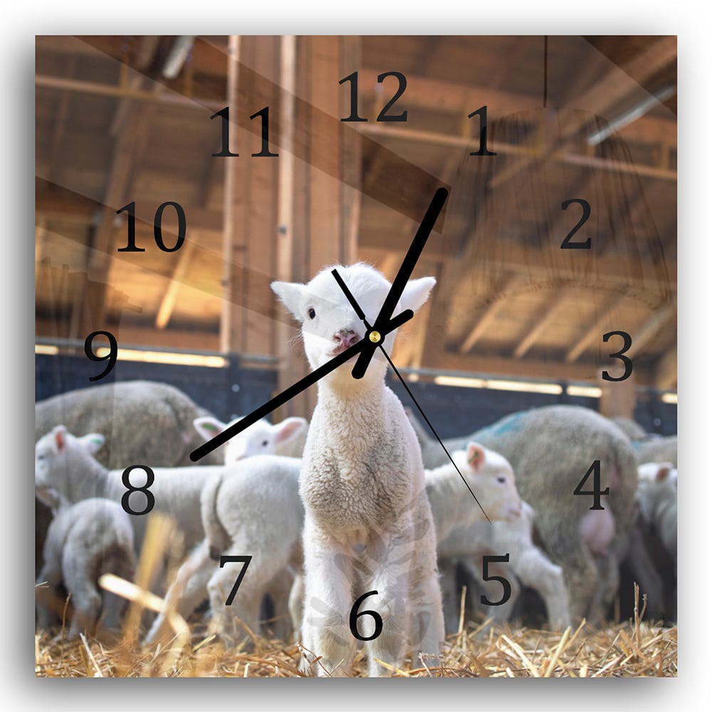 Wanduhr 30x30 - Lamm