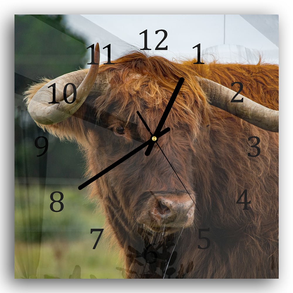 Wanduhr 30x30 - Schottisches Hochlandrind in der Natur