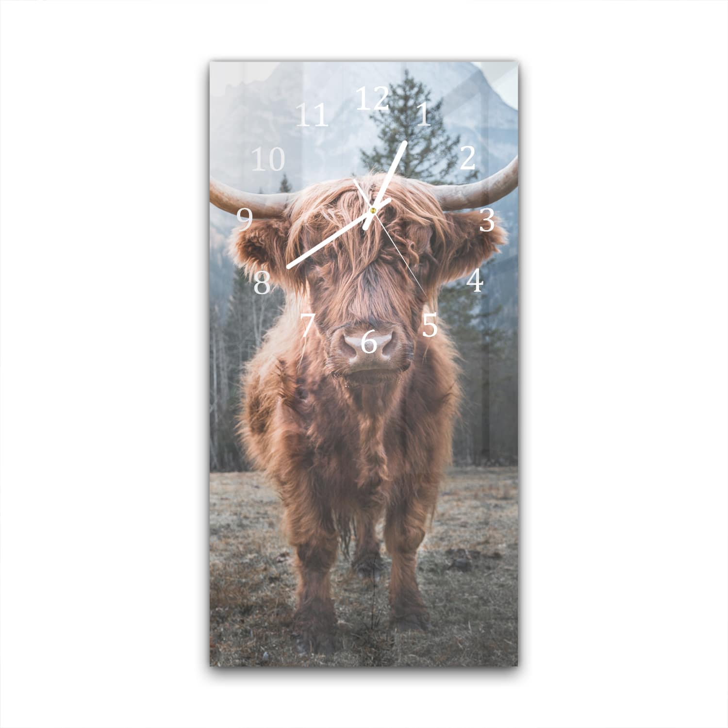 Wanduhr 30x60 - Schottisches Hochlandrind in den Dolomiten