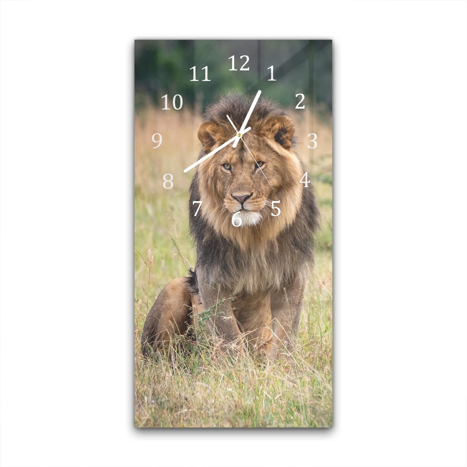 Wanduhr 30x60 - Löwe im Gras