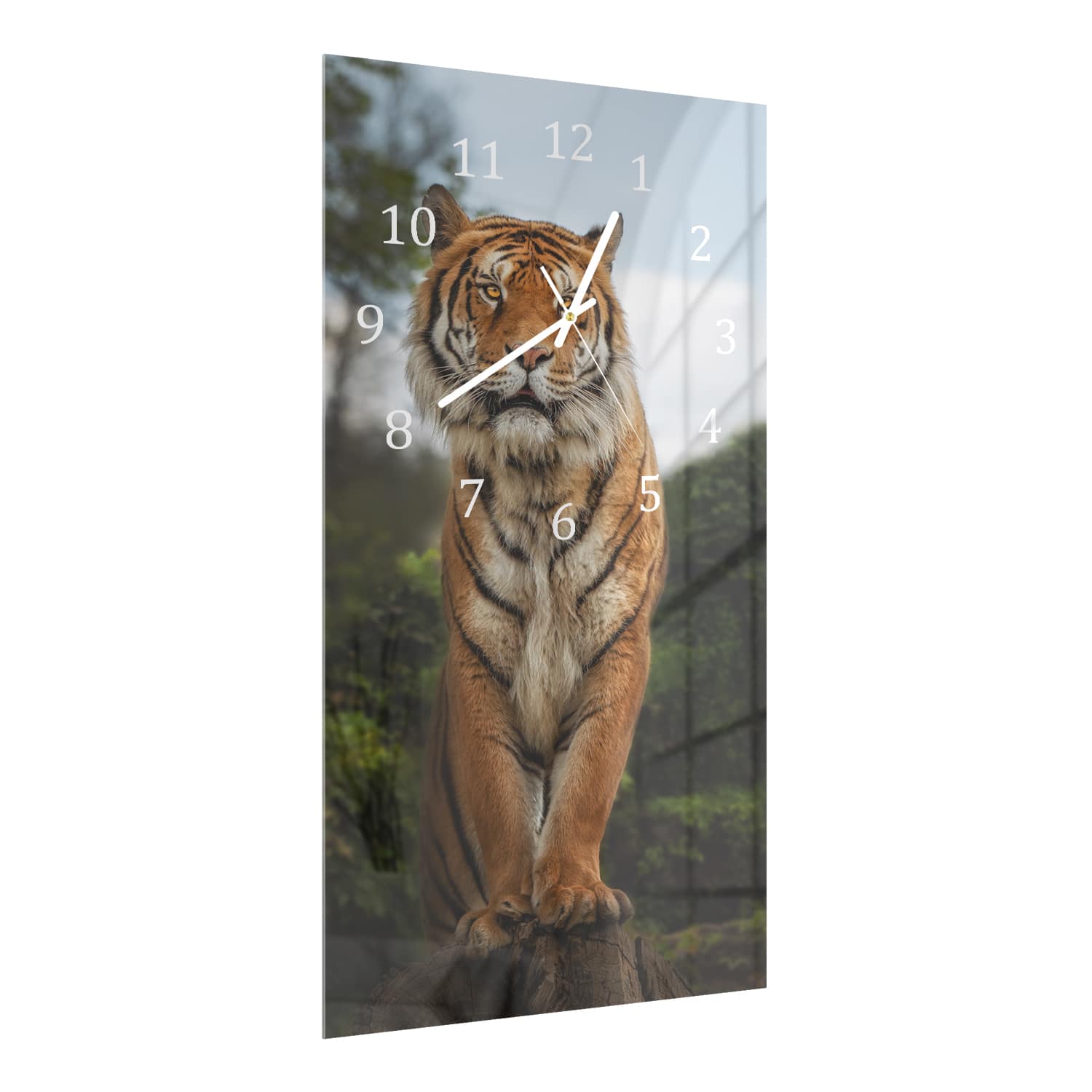 Wanduhr 30x60 - Bengalischer Tiger auf Felsen