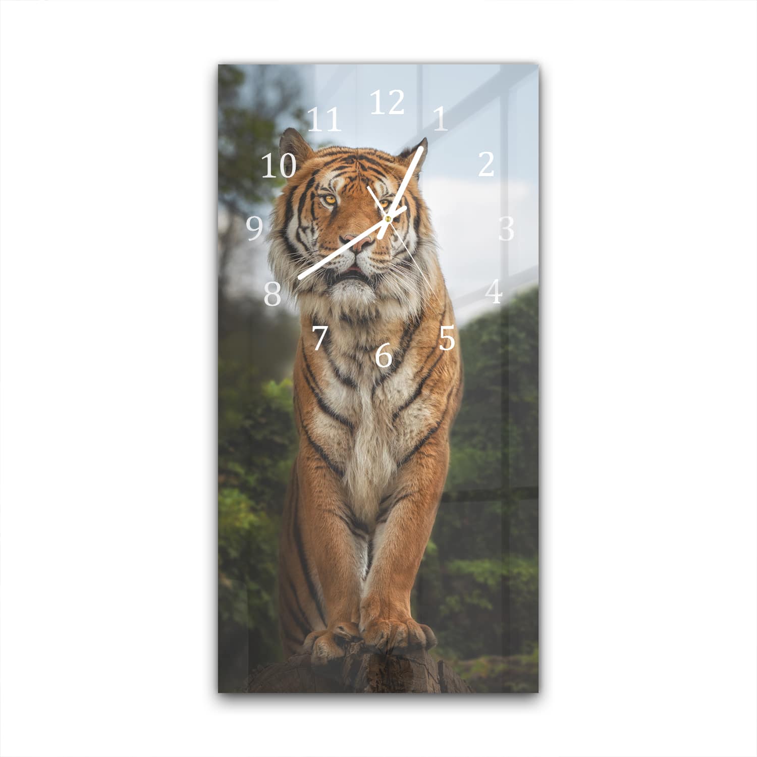 Wanduhr 30x60 - Bengalischer Tiger auf Felsen