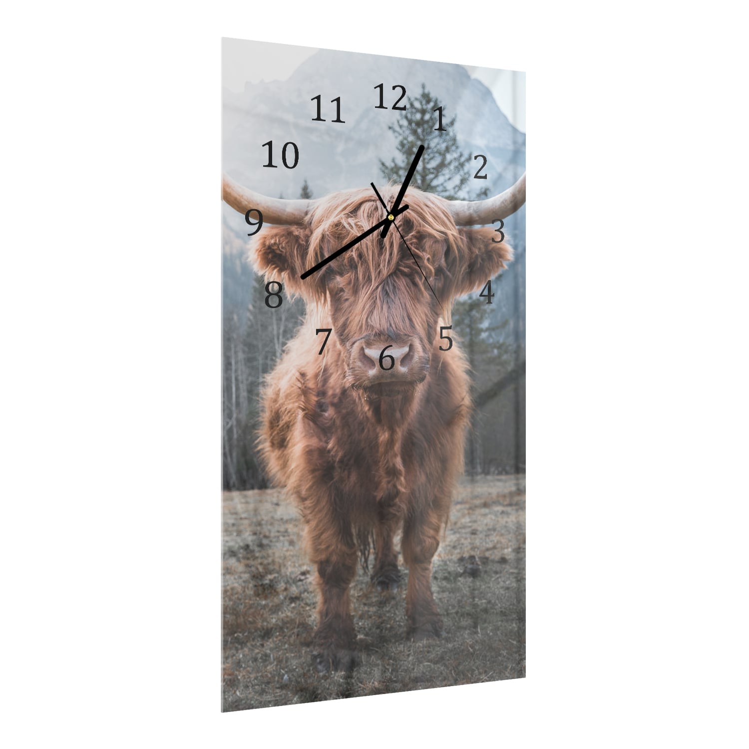 Wanduhr 30x60 - Schottisches Hochlandrind in den Dolomiten