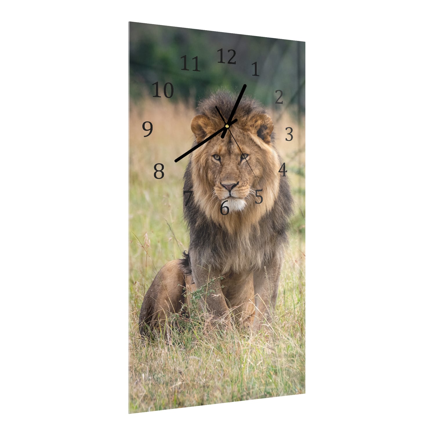 Wanduhr 30x60 - Löwe im Gras