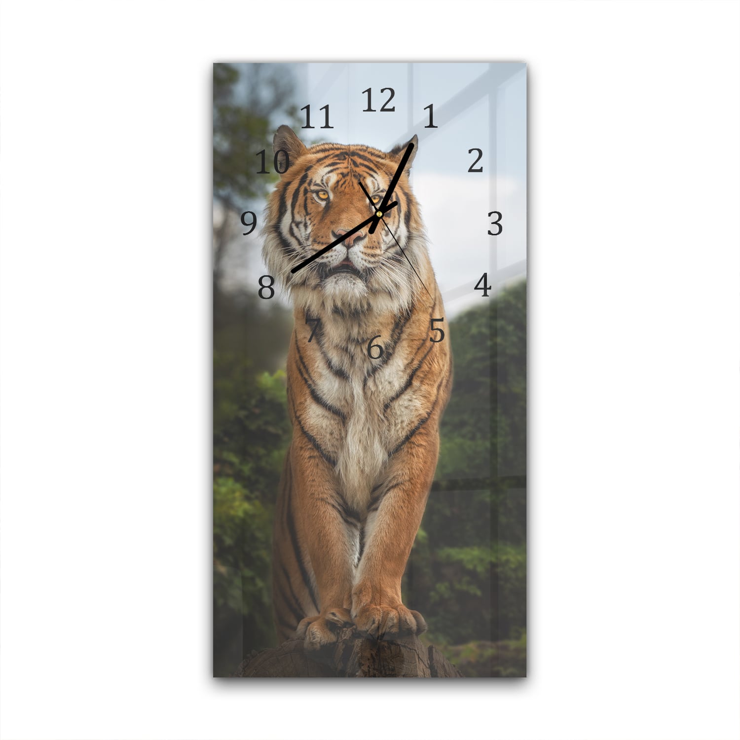 Wanduhr 30x60 - Bengalischer Tiger auf Felsen