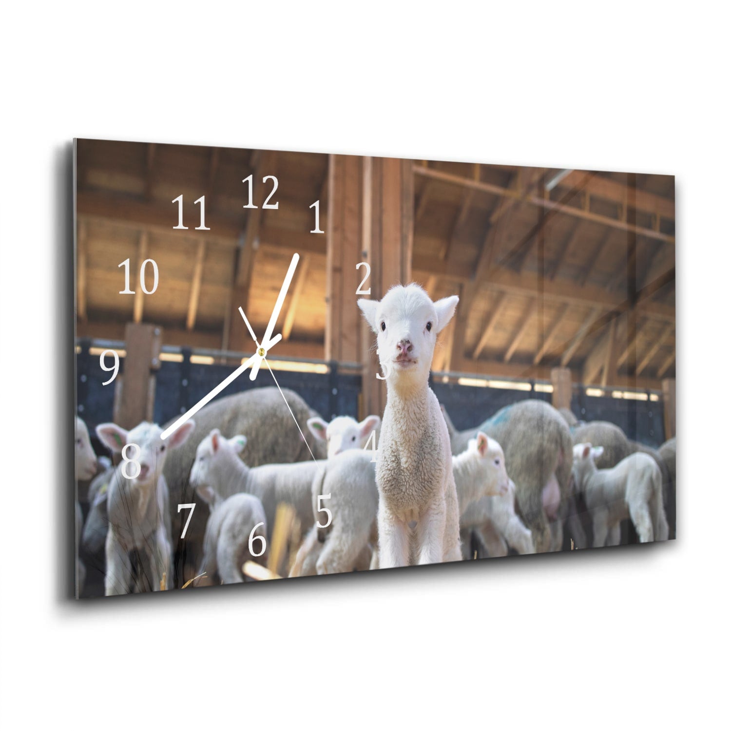 Wanduhr 60x30 - Lamm