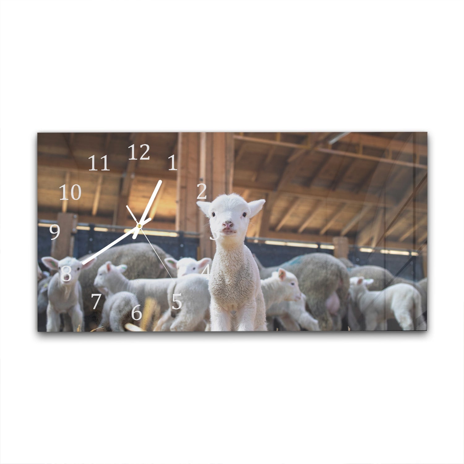 Wanduhr 60x30 - Lamm