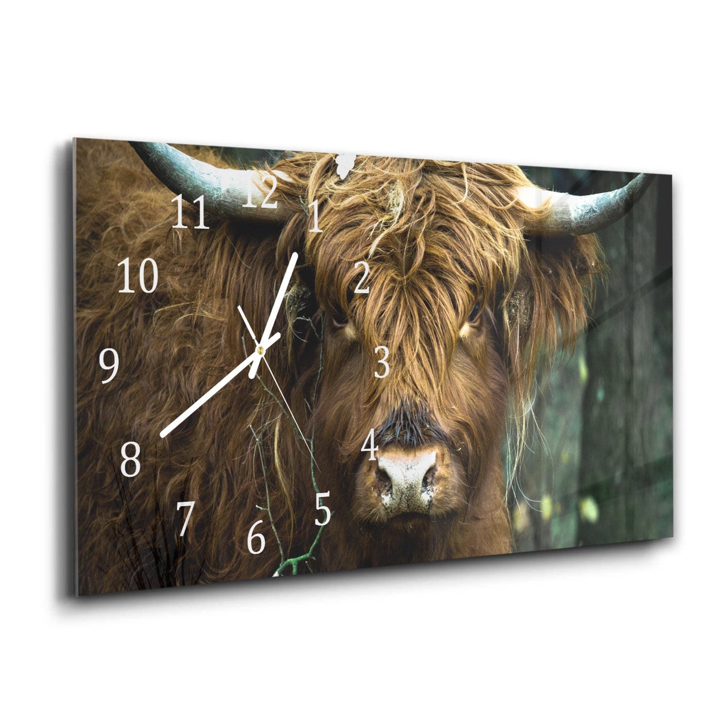 Wanduhr 60x30 - Schottisches Hochlandrind-Porträt