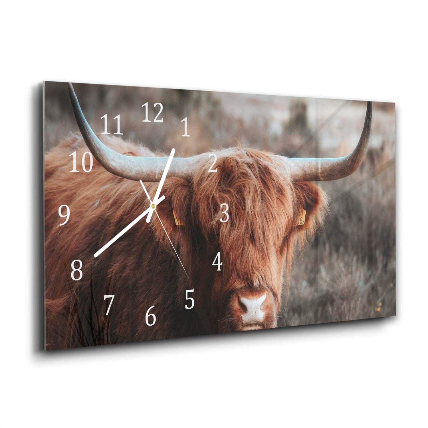 Wanduhr 60x30 - Schottisches Hochlandrind in der Wildnis