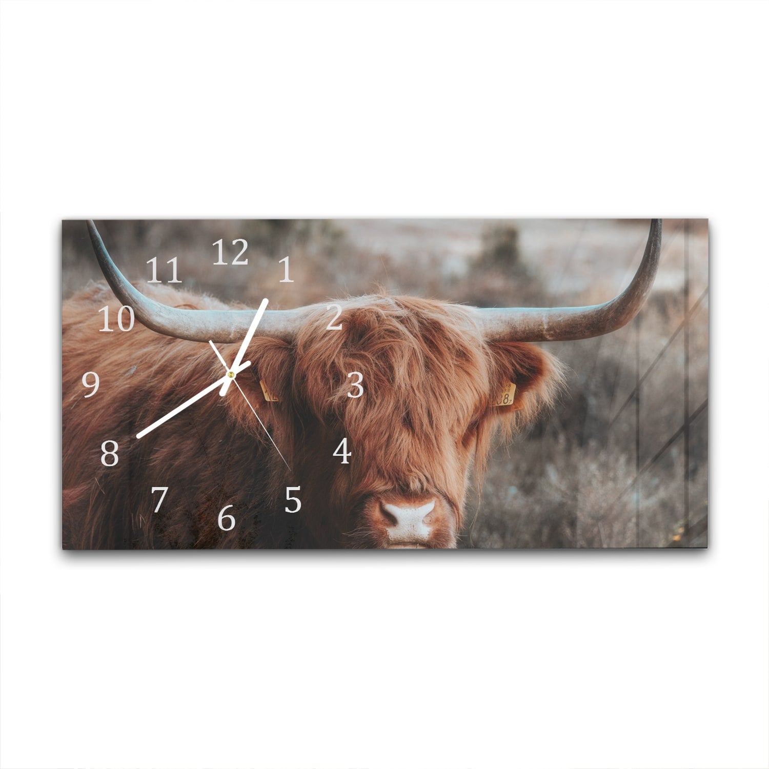 Wanduhr 60x30 - Schottisches Hochlandrind in der Wildnis