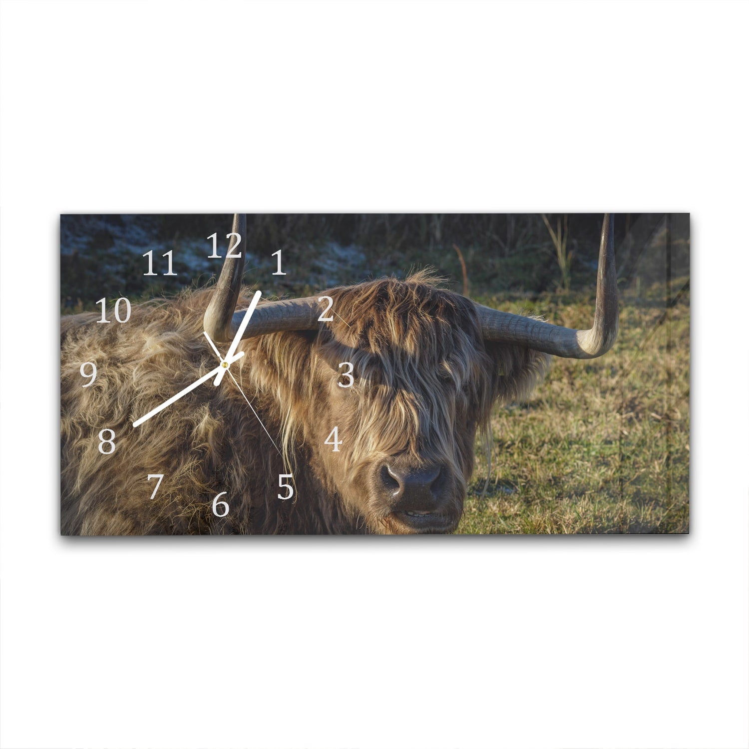 Wanduhr 60x30 - Schottisches Hochlandrind in der Sonne