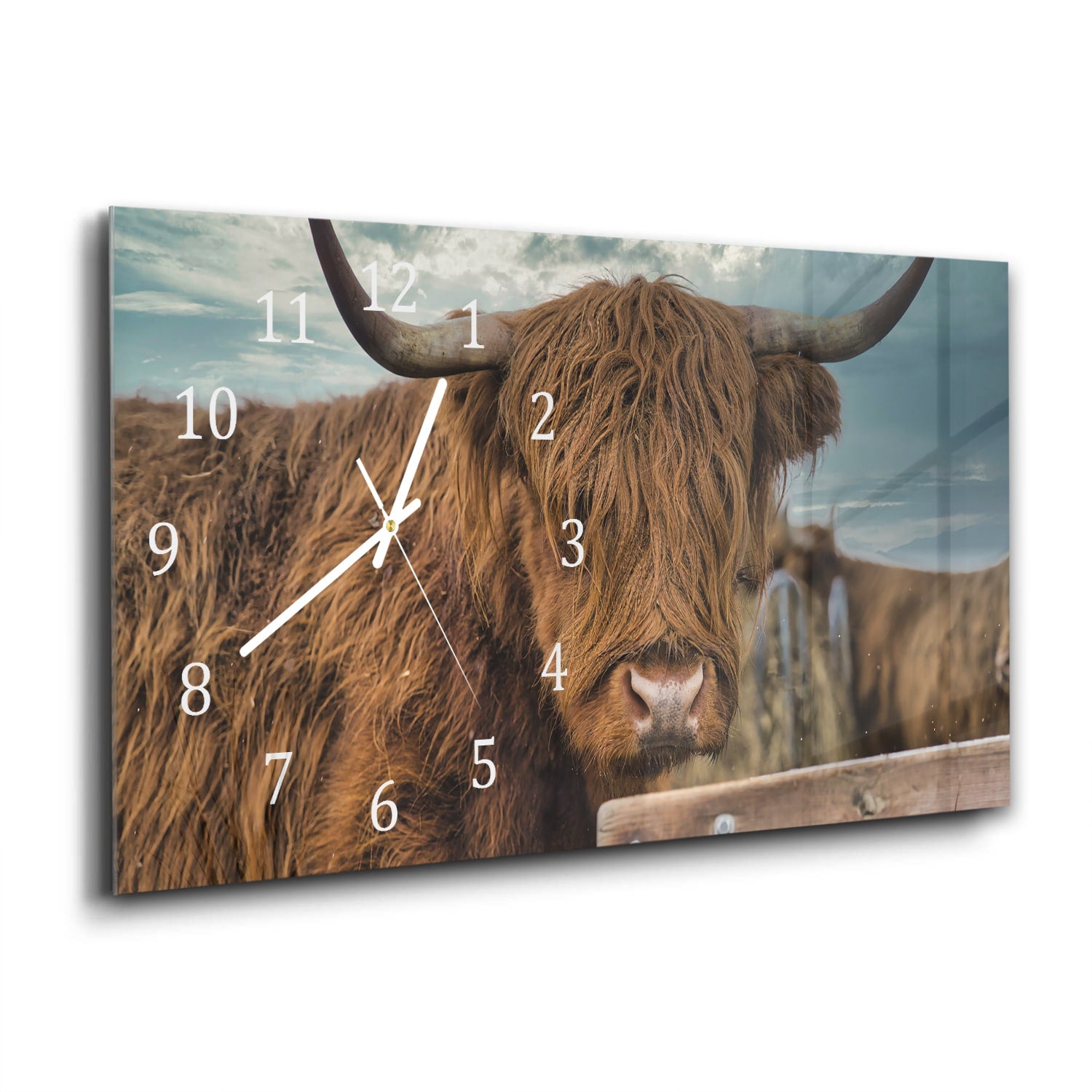 Wanduhr 60x30 - Schottisches Hochlandrind auf der Weide