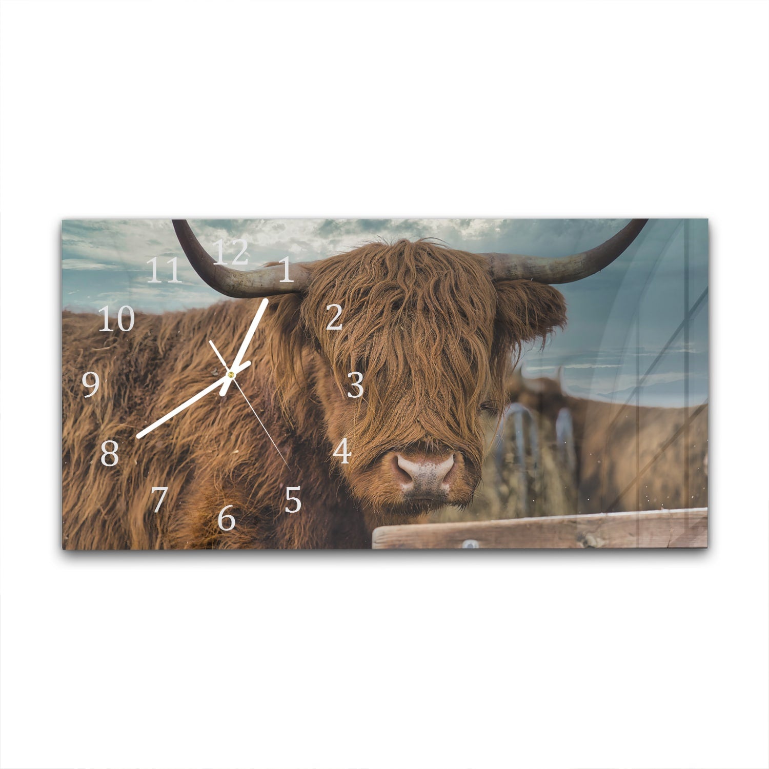 Wanduhr 60x30 - Schottisches Hochlandrind auf der Weide