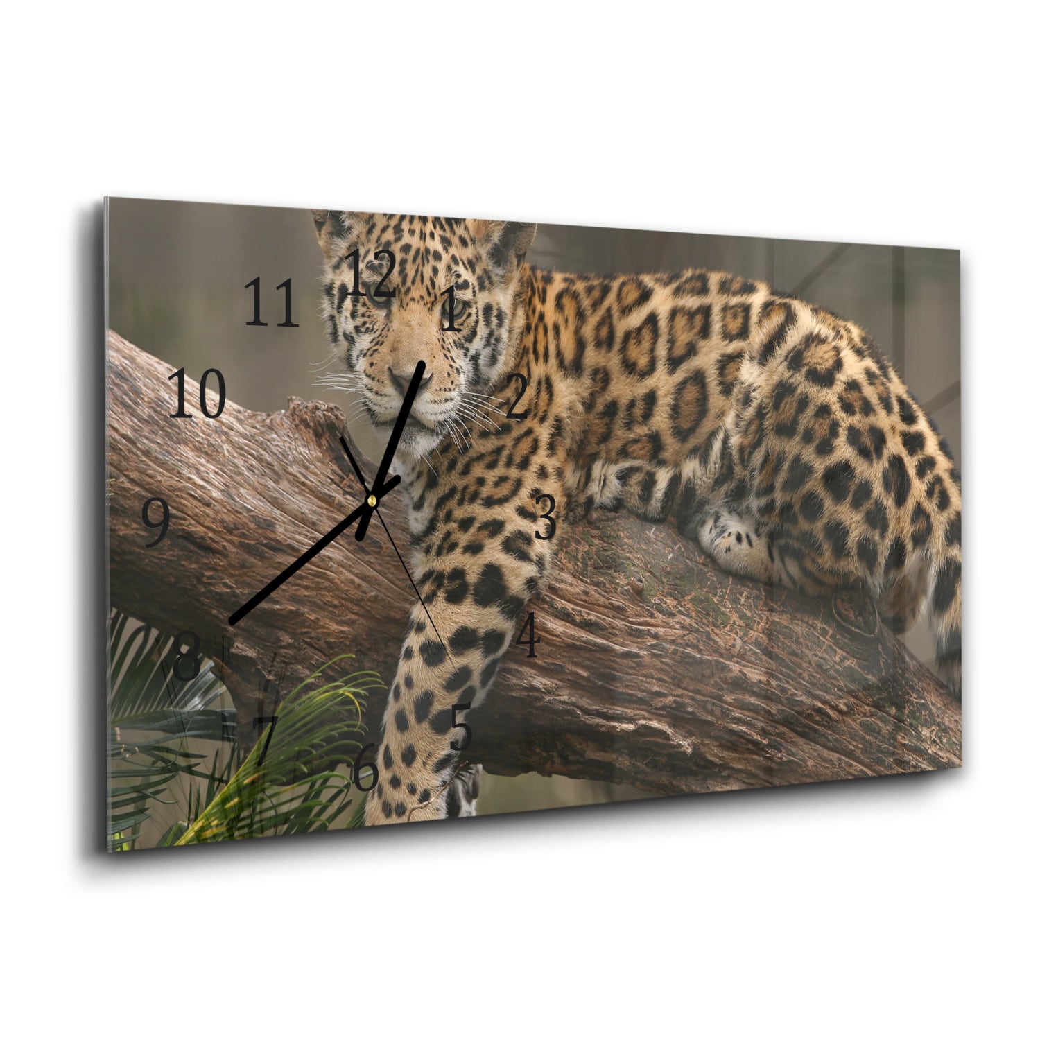 Wanduhr 60x30 - Jaguar auf dem Baum