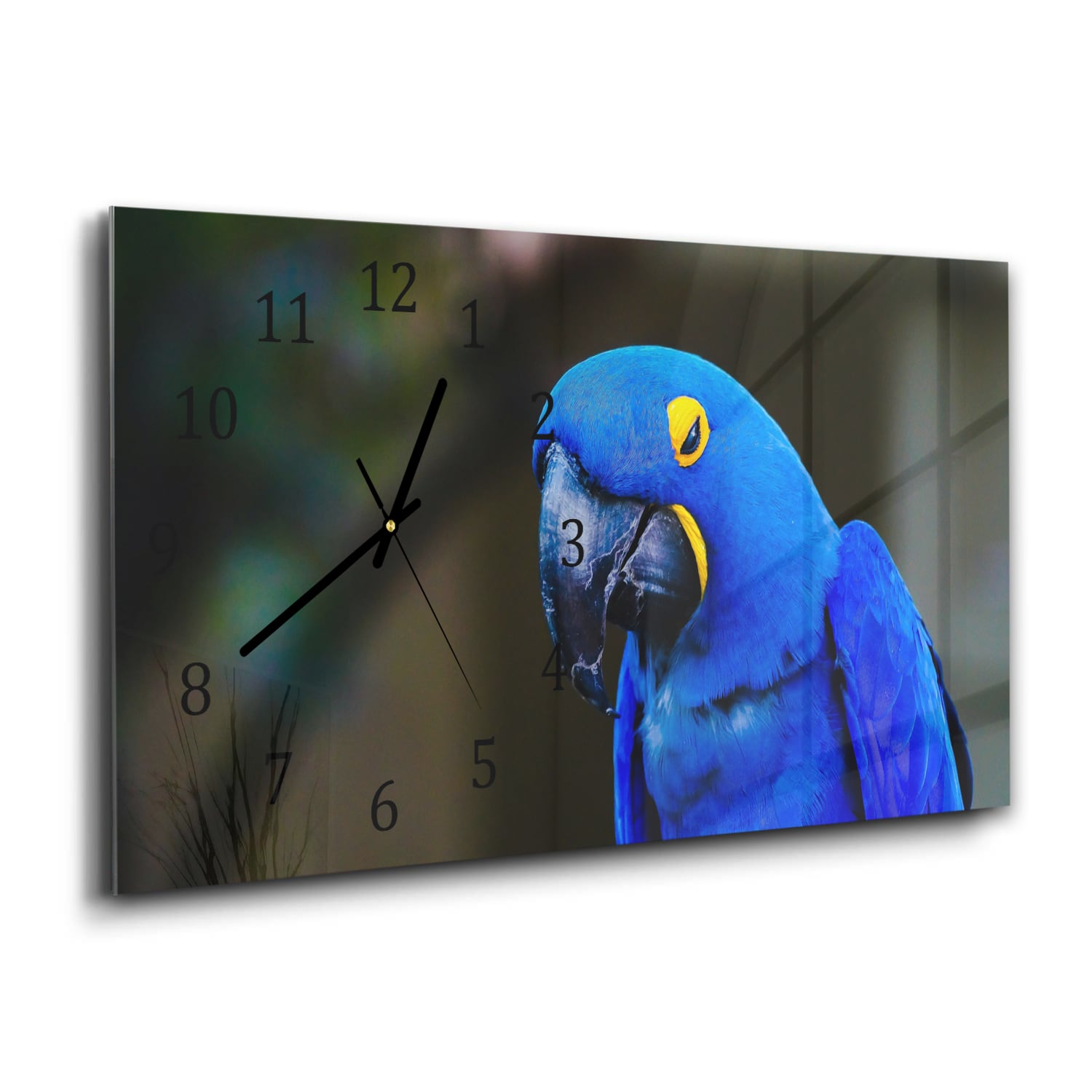 Wanduhr 60x30 - Blaue Aras