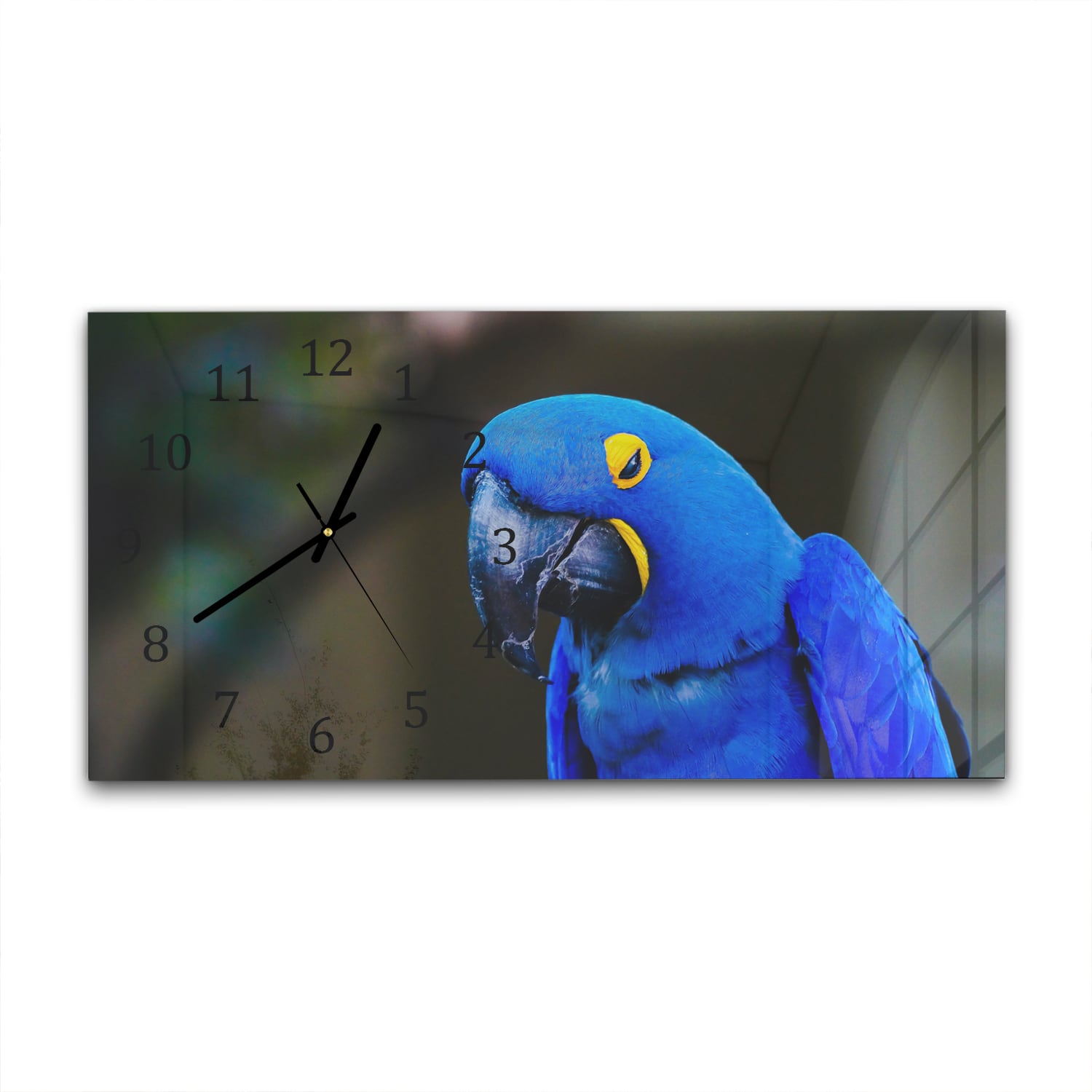 Wanduhr 60x30 - Blaue Aras