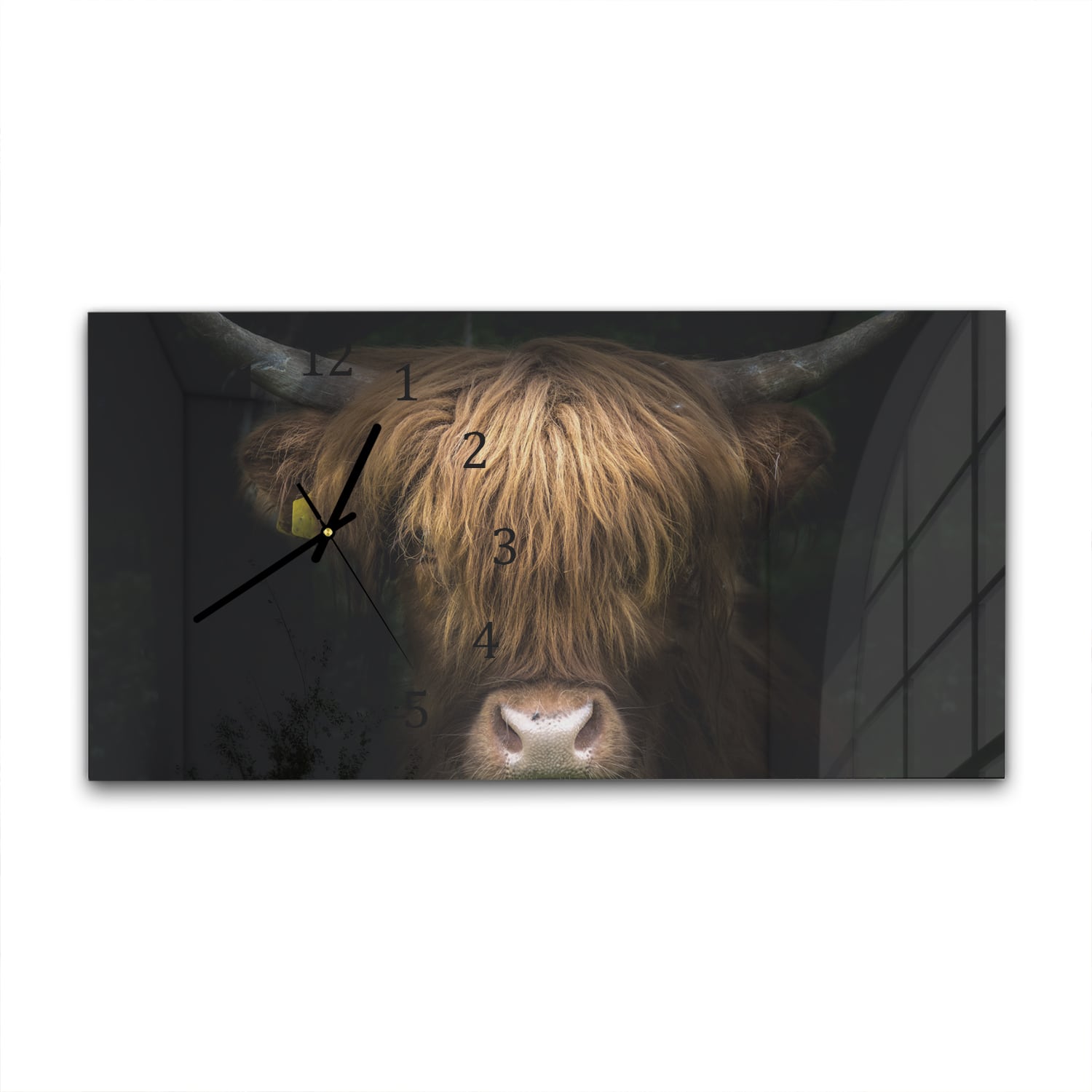 Wanduhr 60x30 - Porträt eines Schottischen Hochlandrinds