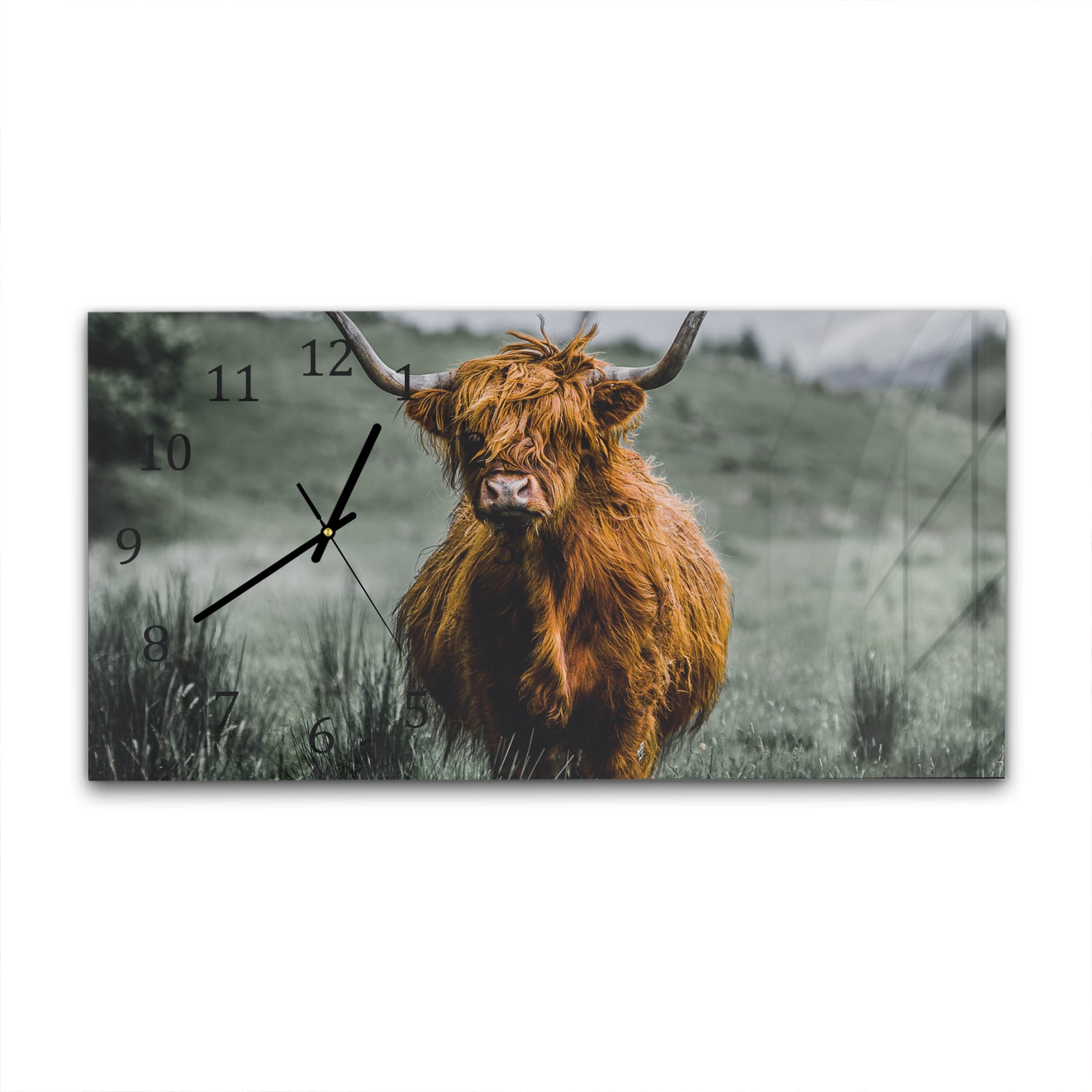 Wanduhr 60x30 - Schottisches Hochlandrind