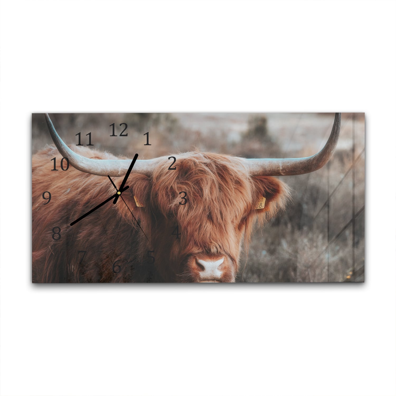 Wanduhr 60x30 - Schottisches Hochlandrind in der Wildnis