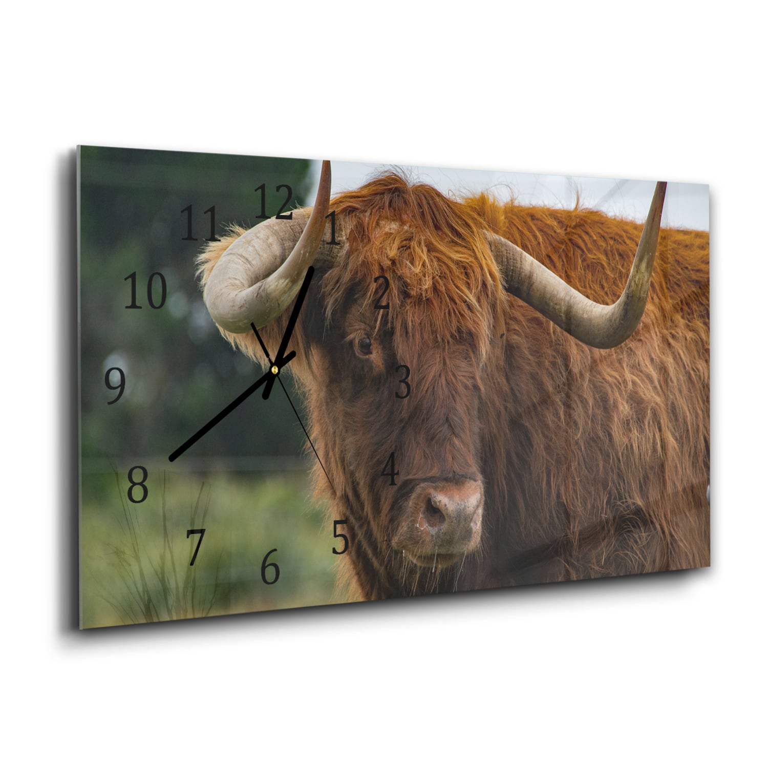 Wanduhr 60x30 - Schottisches Hochlandrind in der Natur