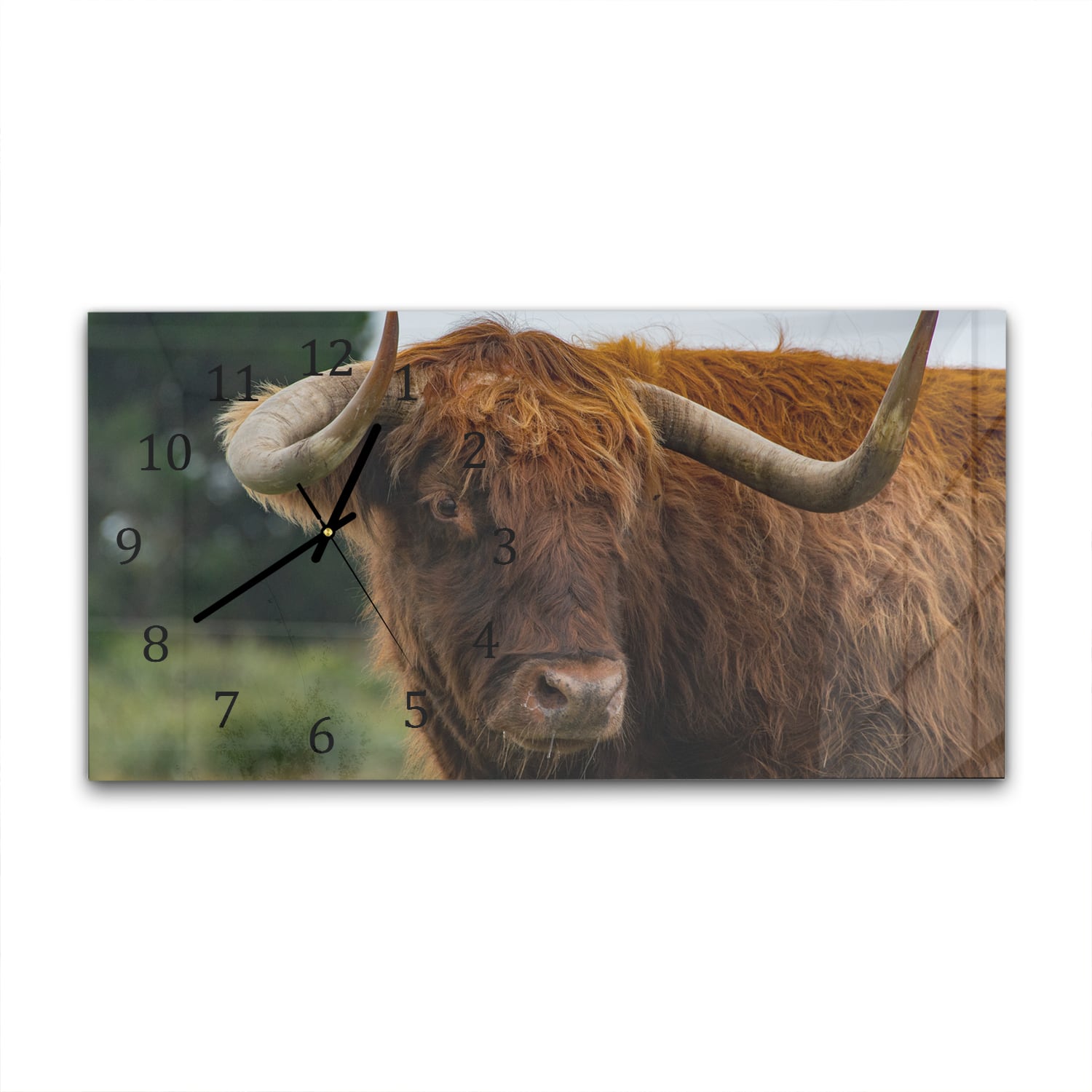 Wanduhr 60x30 - Schottisches Hochlandrind in der Natur