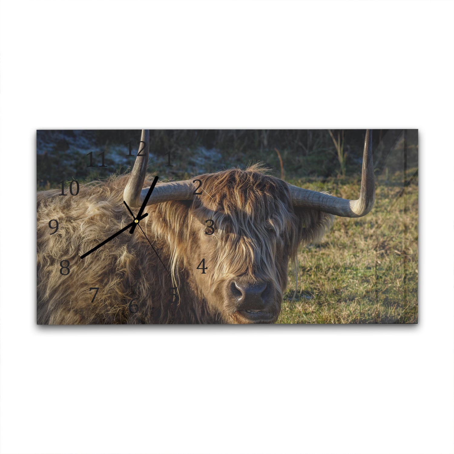 Wanduhr 60x30 - Schottisches Hochlandrind in der Sonne