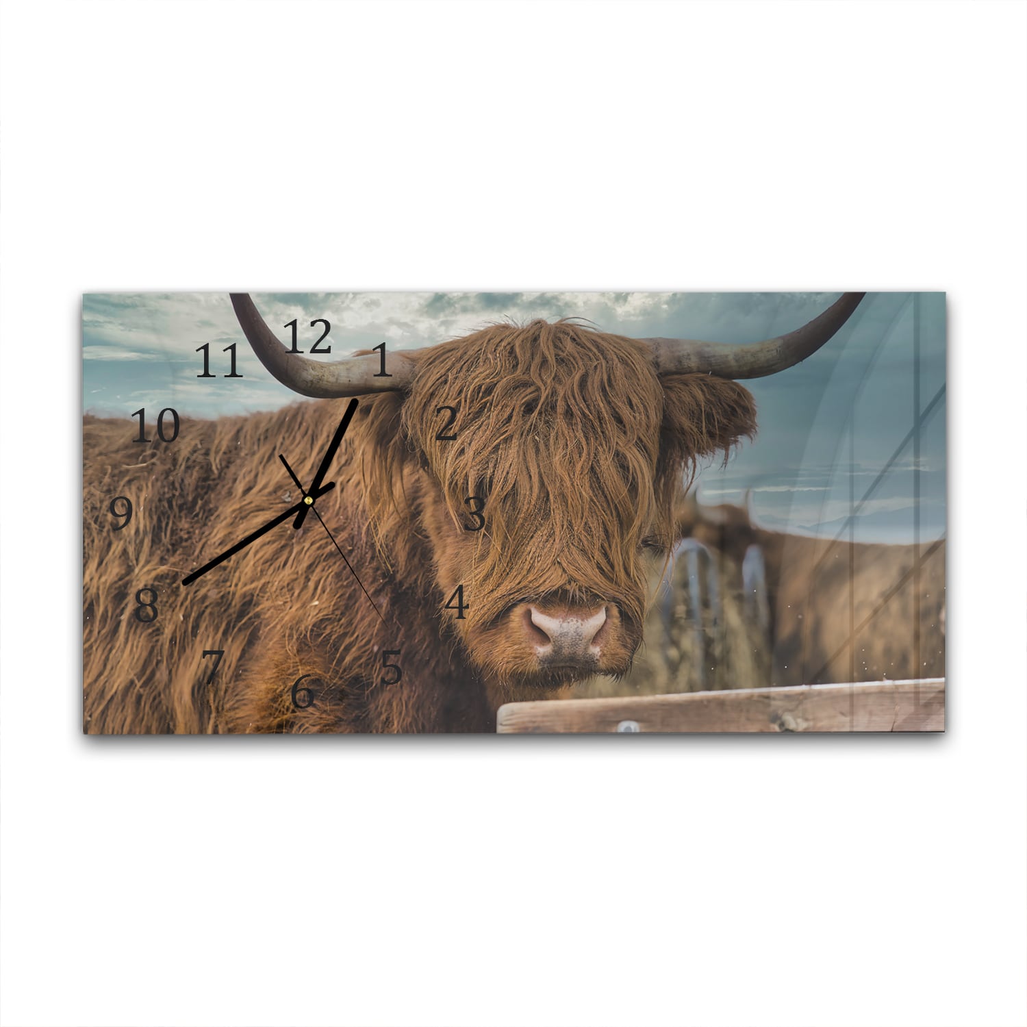 Wanduhr 60x30 - Schottisches Hochlandrind auf der Weide