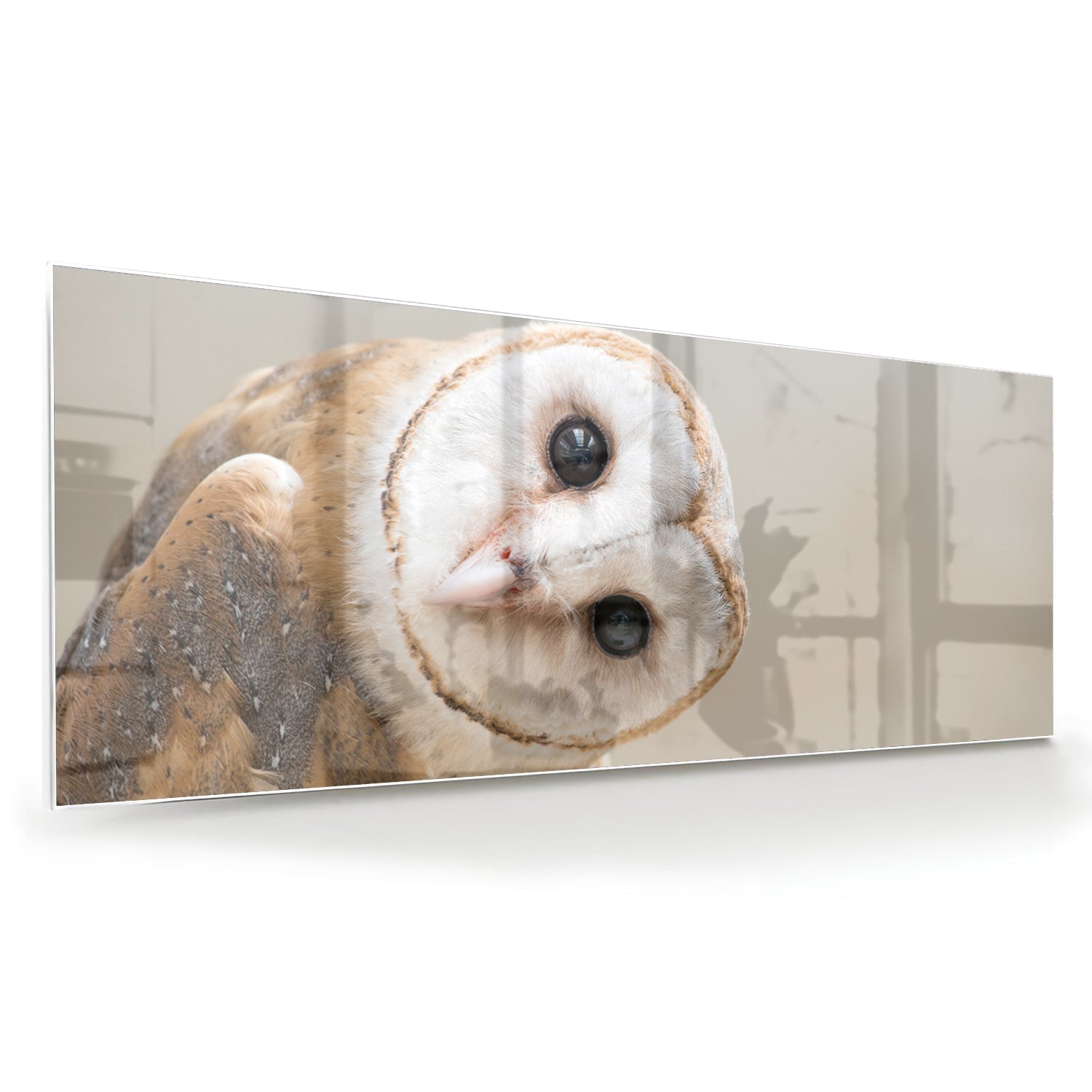 Glasbild mit einer neugierigen, eigenwilligen Eule – Glasbild aus Sicherheitsglas, Größe 60x60