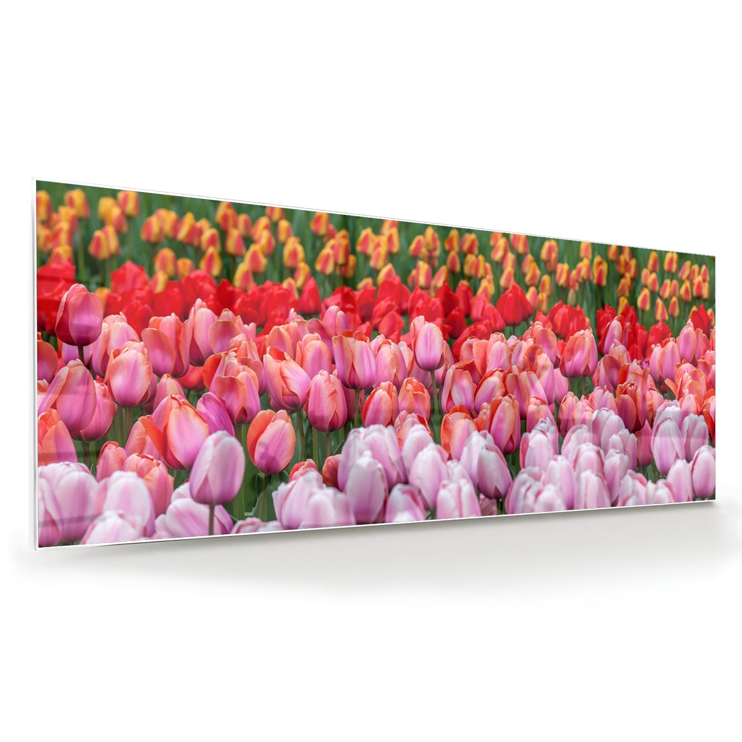 Glasbild mit farbenfrohen Tulpen in einem blühenden Garten – Glasbild aus Sicherheitsglas, Größe 60x60