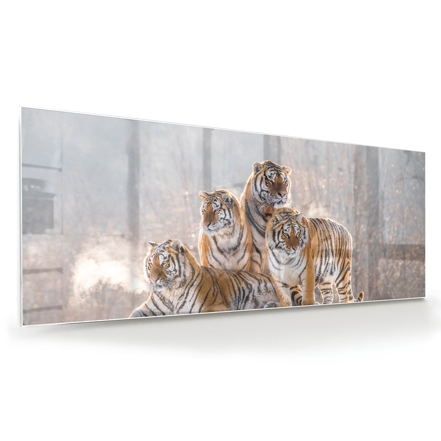 Glasbild mit drei majestätischen Tigern – Glasbild aus Sicherheitsglas, Größe 60x60