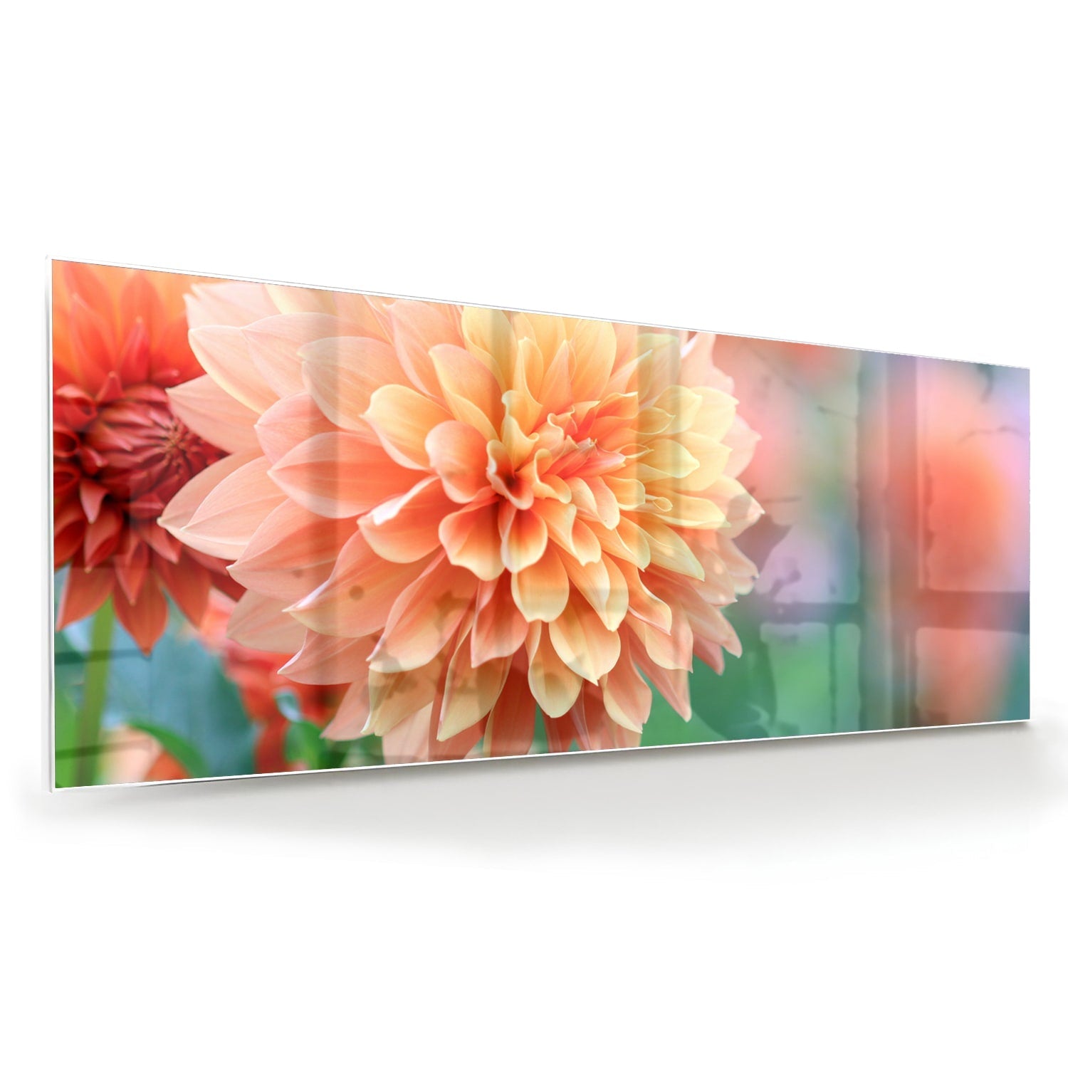 Glasbild mit Pastellrosa Dahlie – Glasbild aus Sicherheitsglas, Größe 60x60