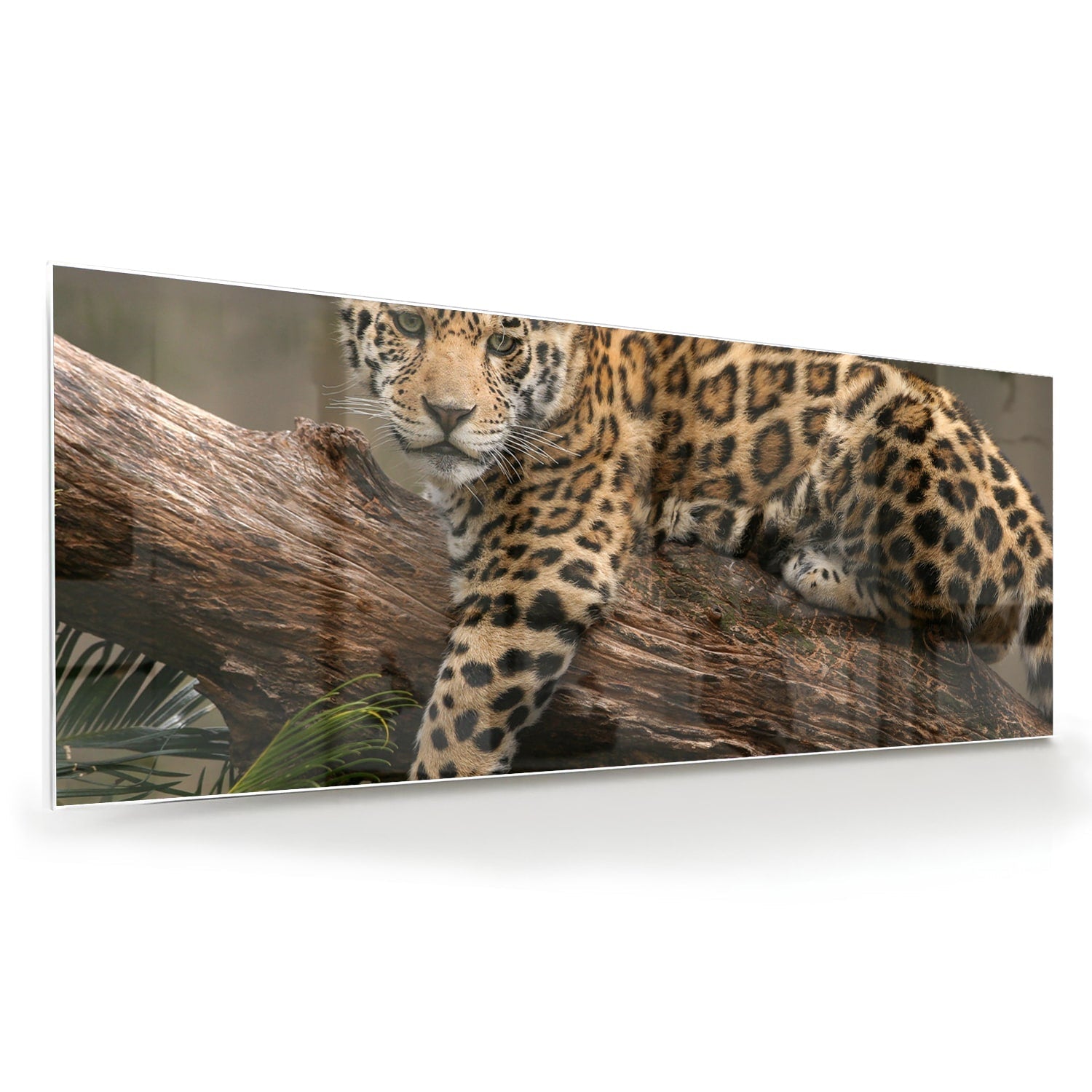 Glasbild mit einem majestätischen Jaguar – Glasbild aus Sicherheitsglas, Größe 60x60