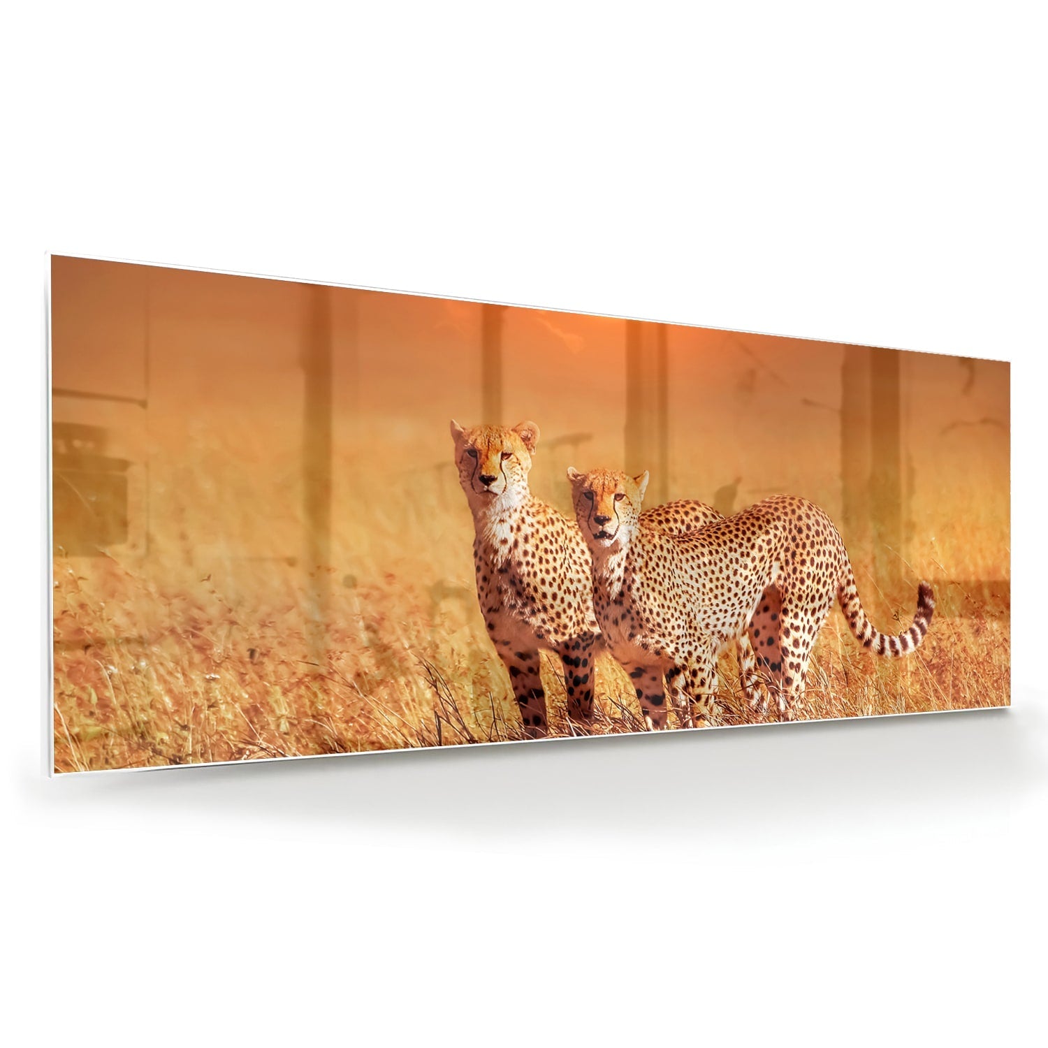 Elegantes Glasbild mit Geparden in der Natur – Glasbild aus Sicherheitsglas, Größe 60x60