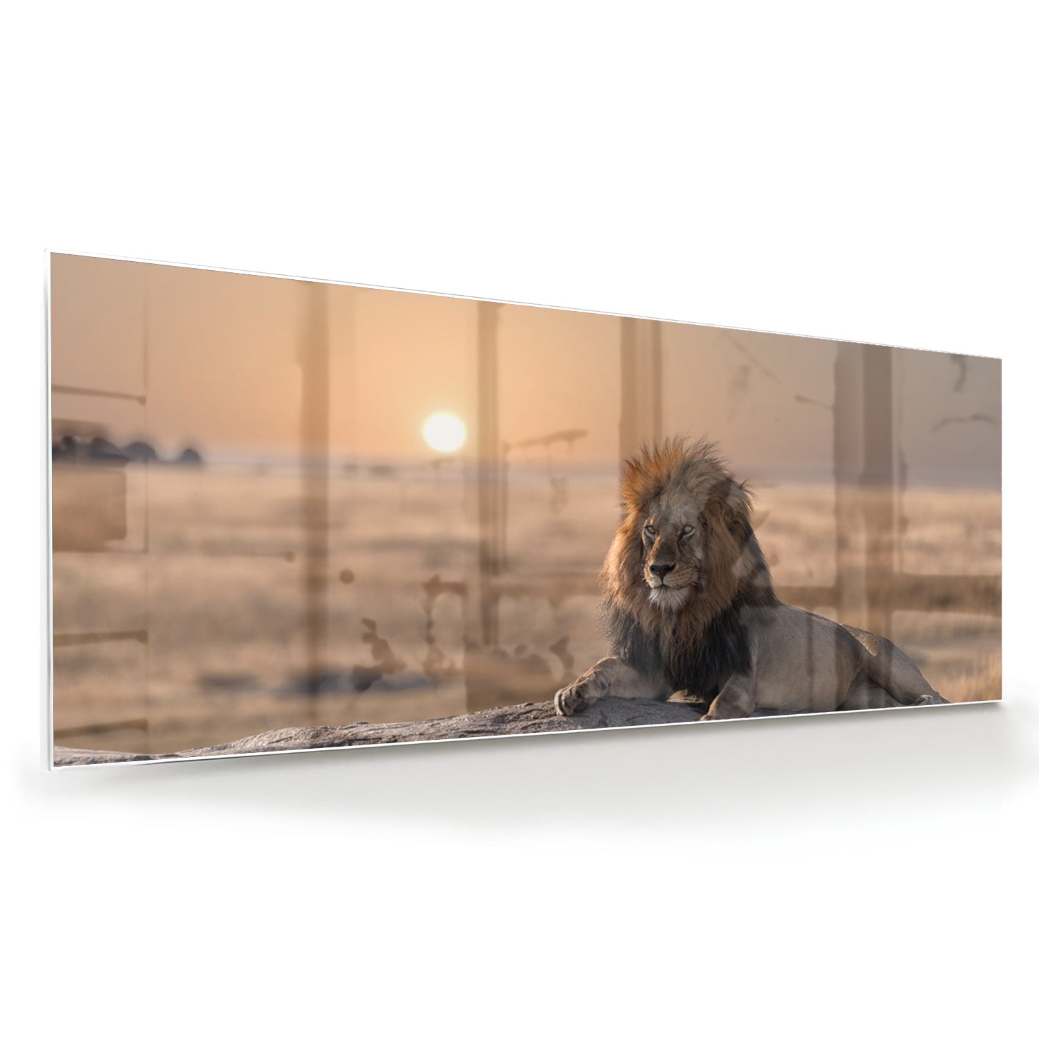 Glasbild – Majestätischer Löwe bei Sonnenuntergang – Glasbild aus Sicherheitsglas, Größe 60x60