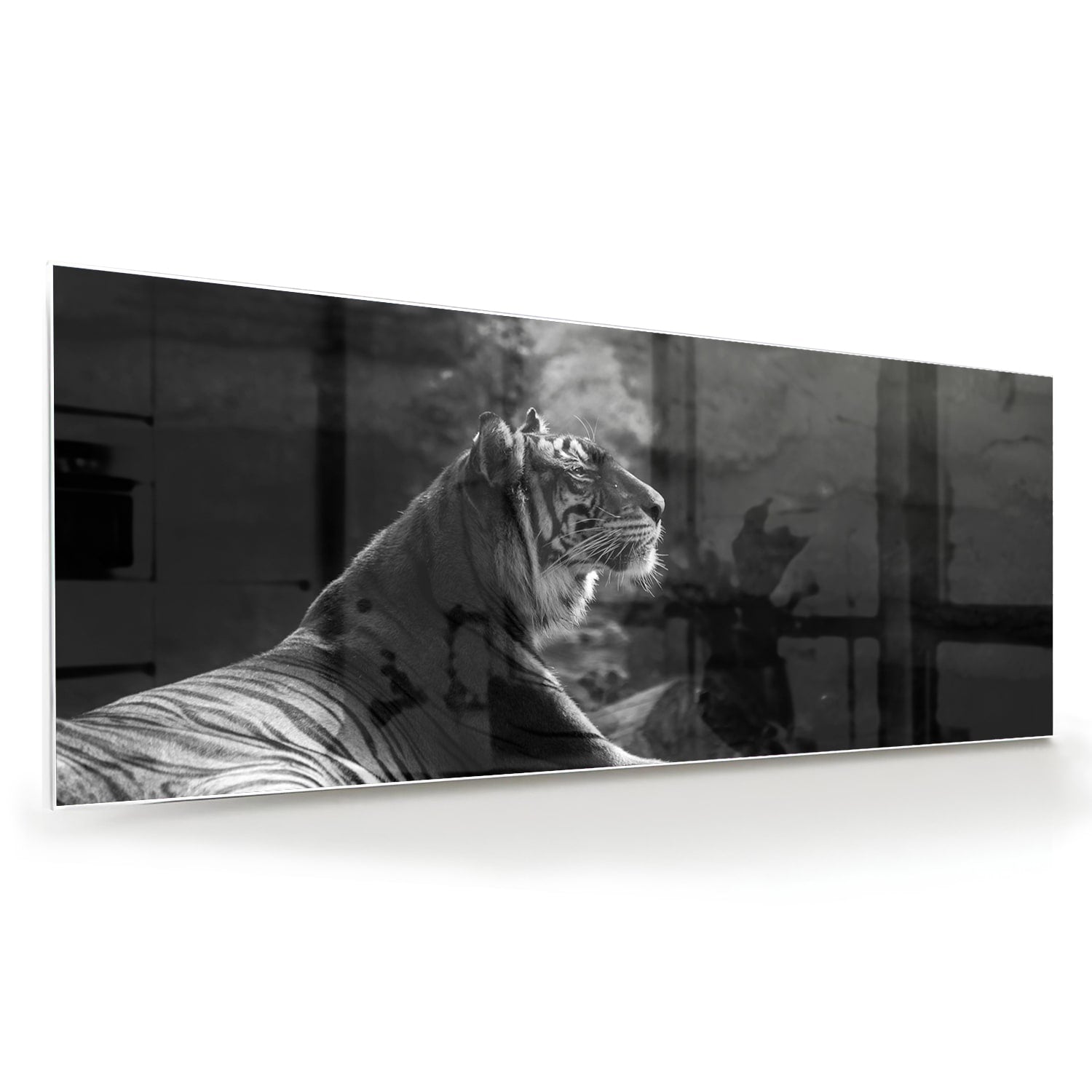 Schwarz-Weiß-Glasbild mit einem majestätischen Tiger – Glasbild aus Sicherheitsglas, Größe 60x60