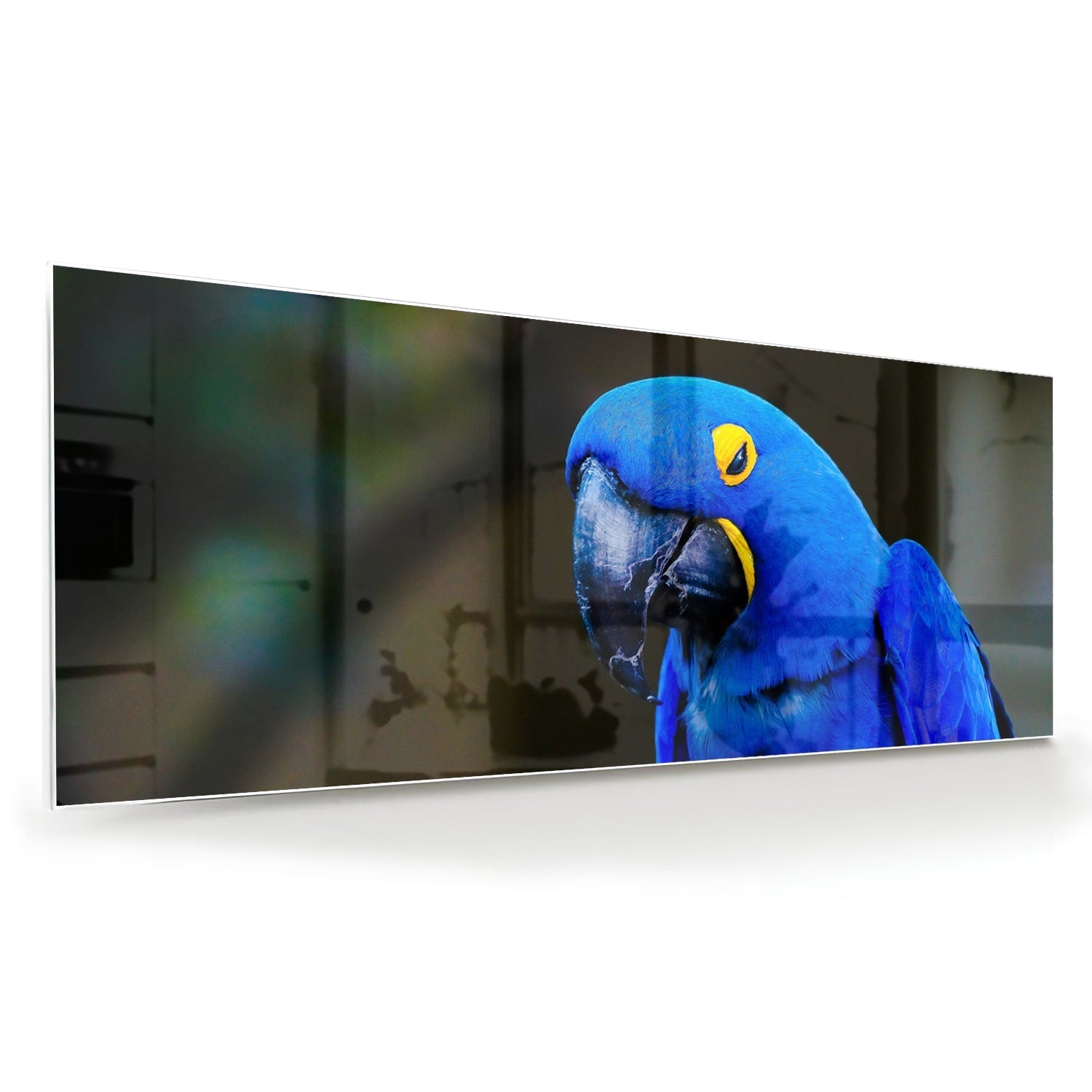 Glasbild mit einem wunderschönen blauen Ara – Glasbild aus Sicherheitsglas, Größe 60x60