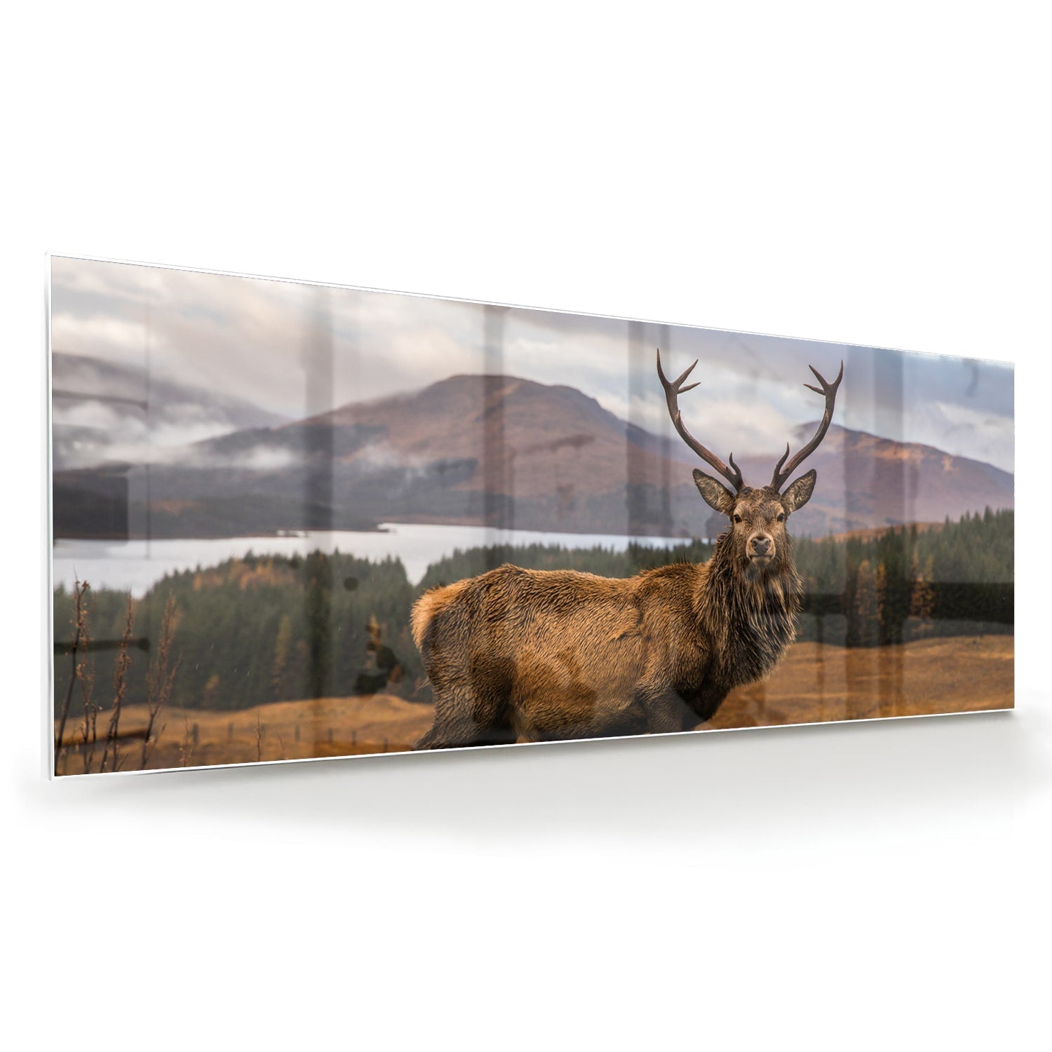 Glasbild mit majestätischem Hirsch – Glasbild aus Sicherheitsglas, Größe 60x60