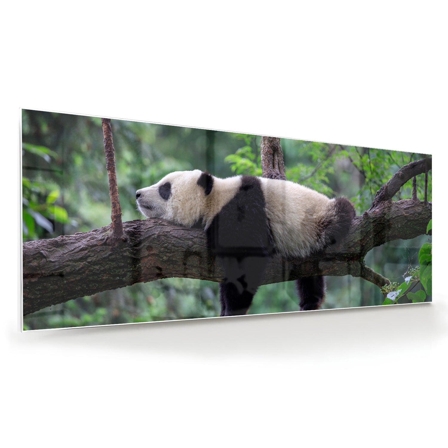 Glasbild mit entspanntem Panda auf einem Ast – Glasbild aus Sicherheitsglas, Größe 60x60