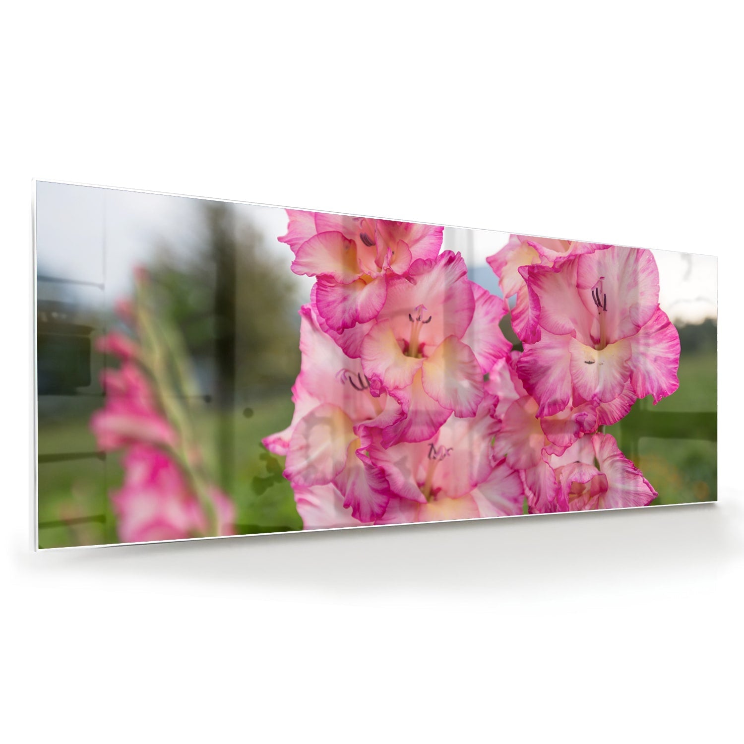 Glasbild mit wunderschönen rosa Gladiolen – Glasbild aus Sicherheitsglas, Größe 60x60