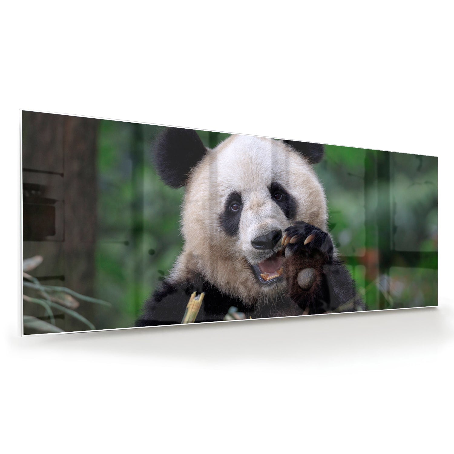 Glasbild mit einem niedlichen Panda in grüner Landschaft – Glasbild aus Sicherheitsglas, Größe 60x60