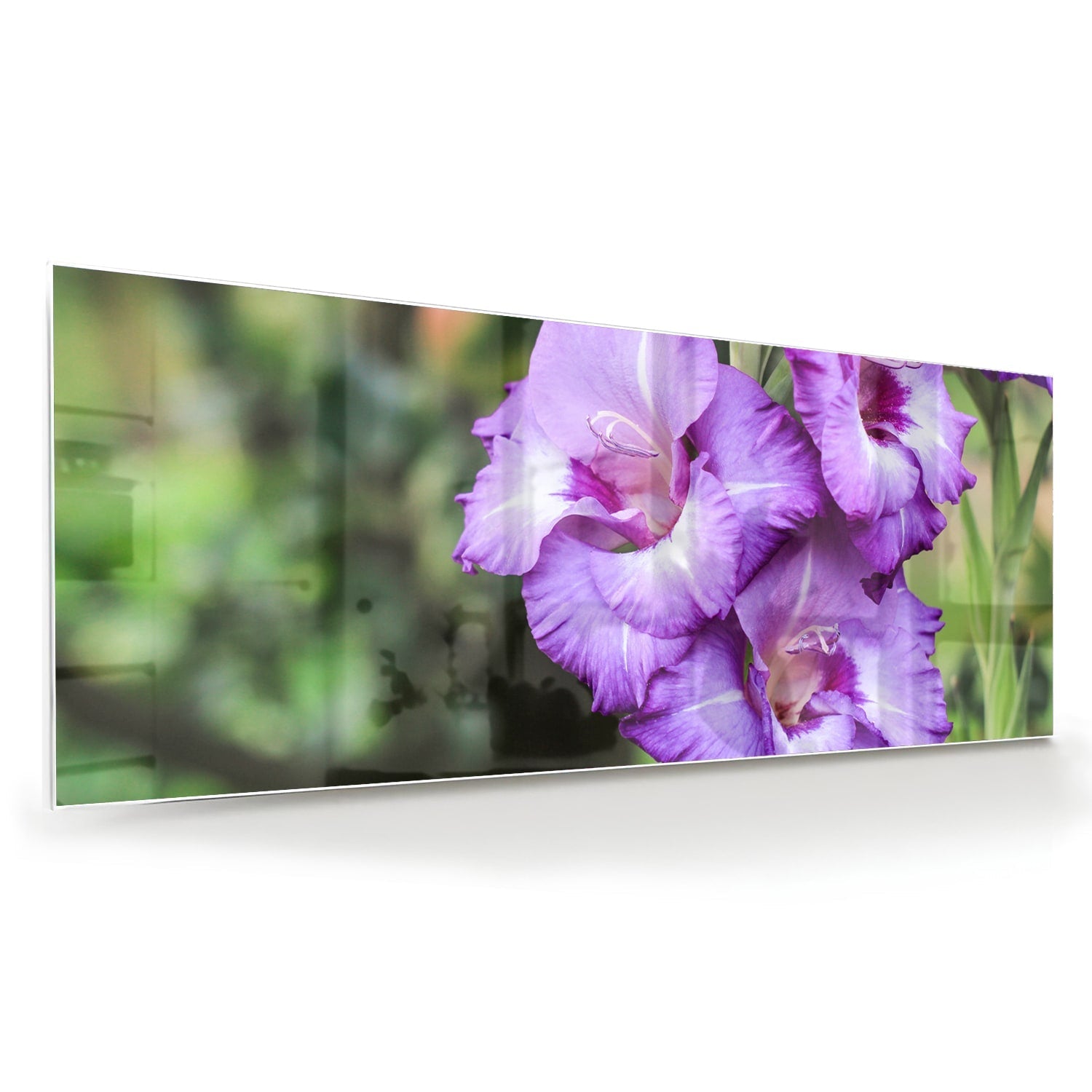Violette Gladiolen: elegantes Glasbild für Zuhause – Glasbild aus Sicherheitsglas, Größe 60x60