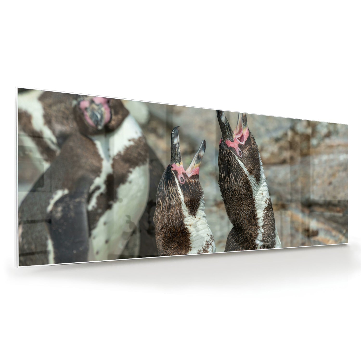 Glasbild mit fröhlichen Pinguinen in natürlicher Umgebung – Glasbild aus Sicherheitsglas, Größe 60x60