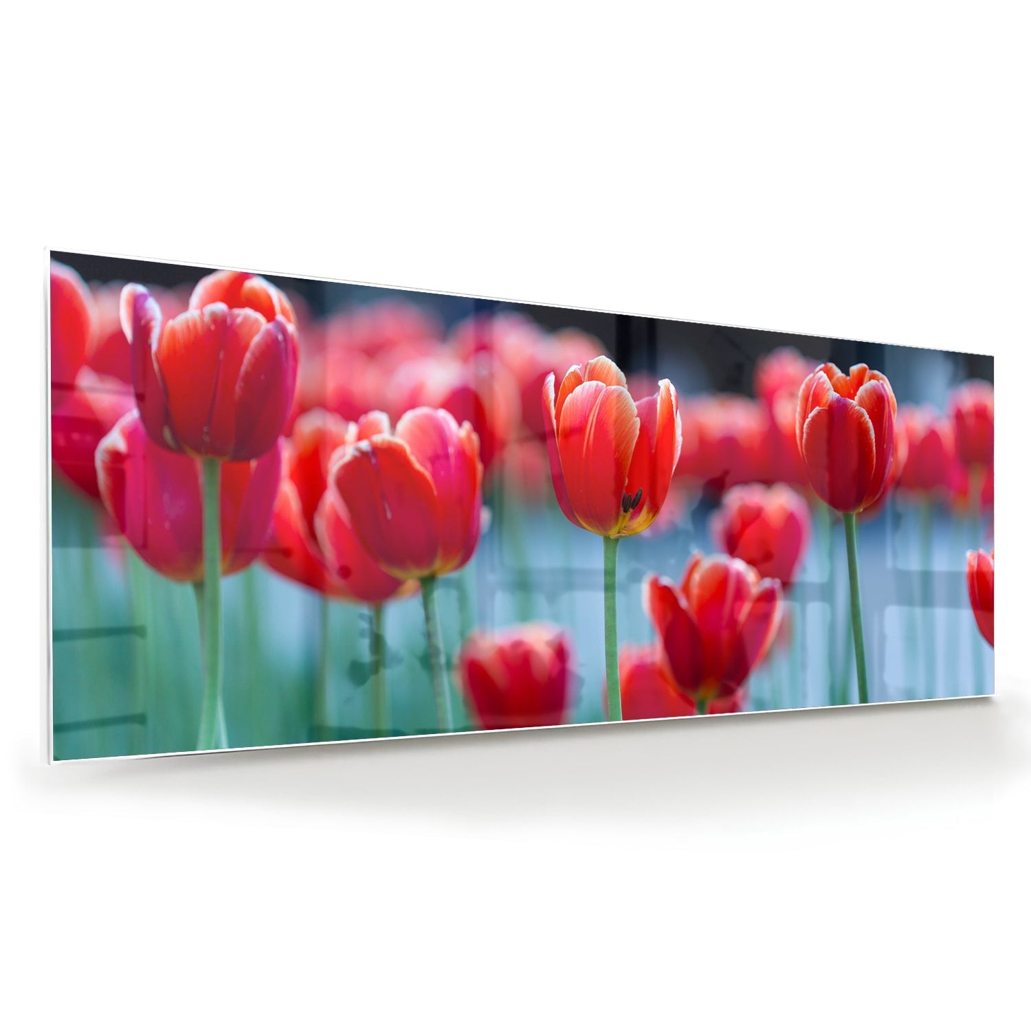 Glasbild – Lebendige rote Tulpen – Glasbild aus Sicherheitsglas, Größe 60x60